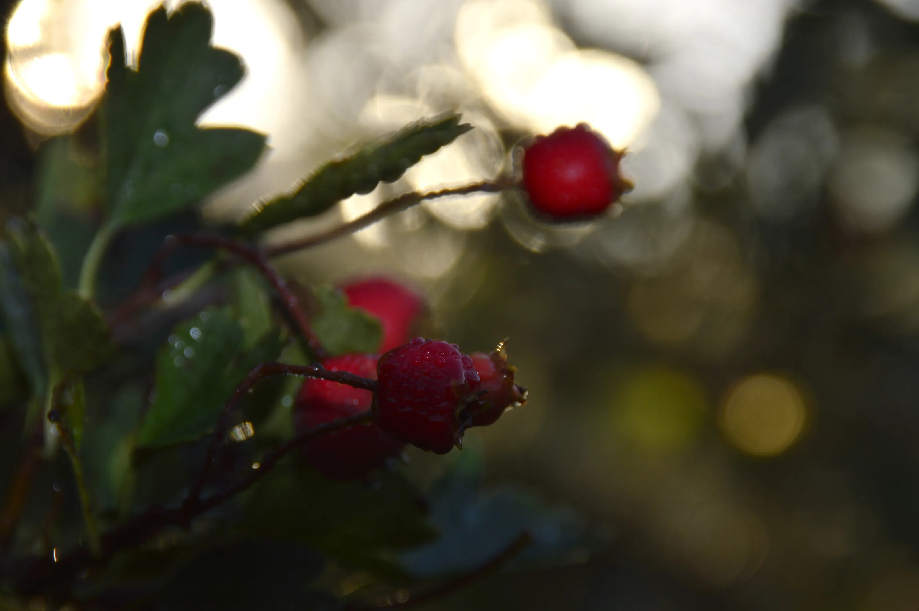 First berries of Autumn
