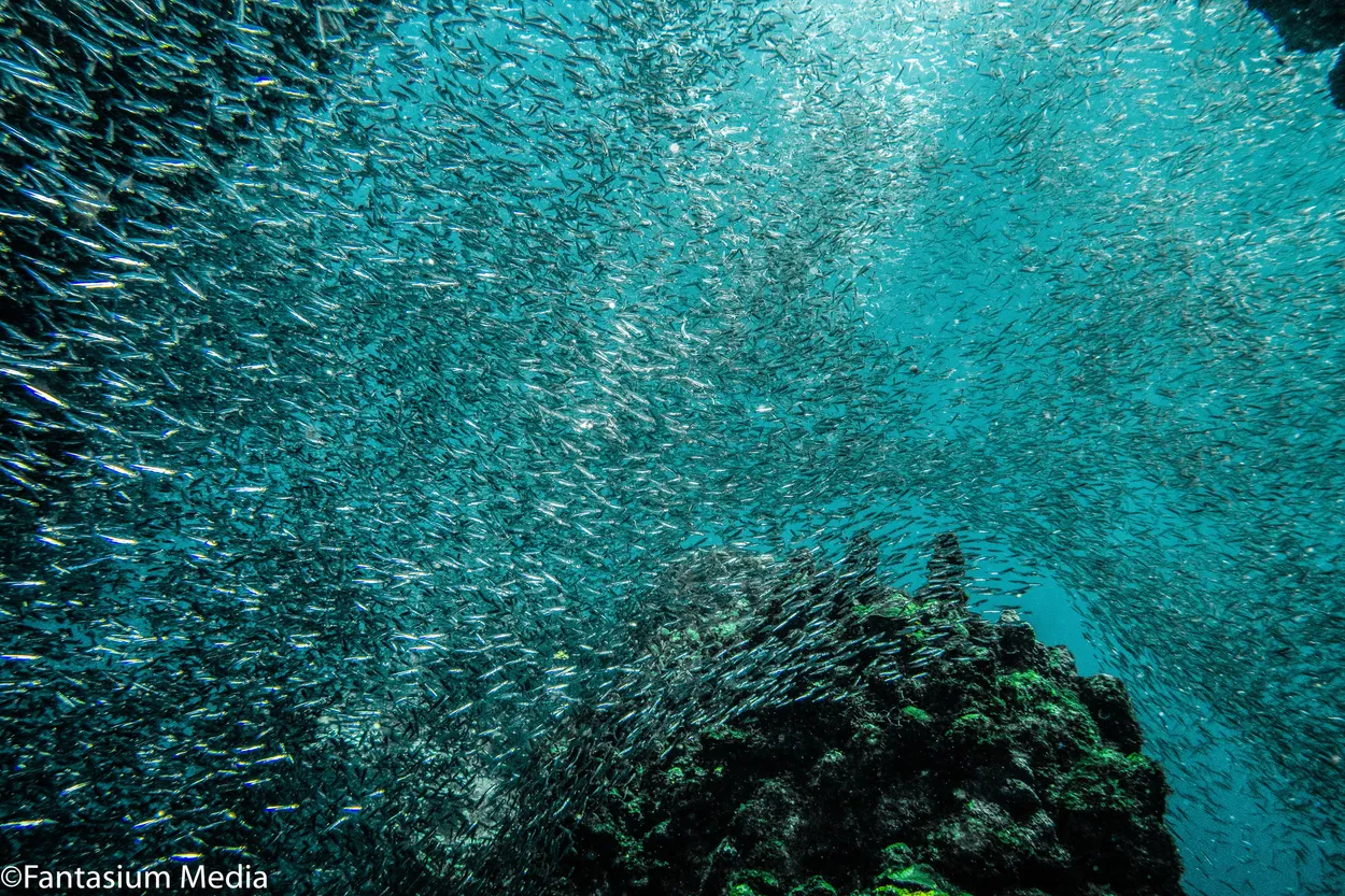 Entry 4642505