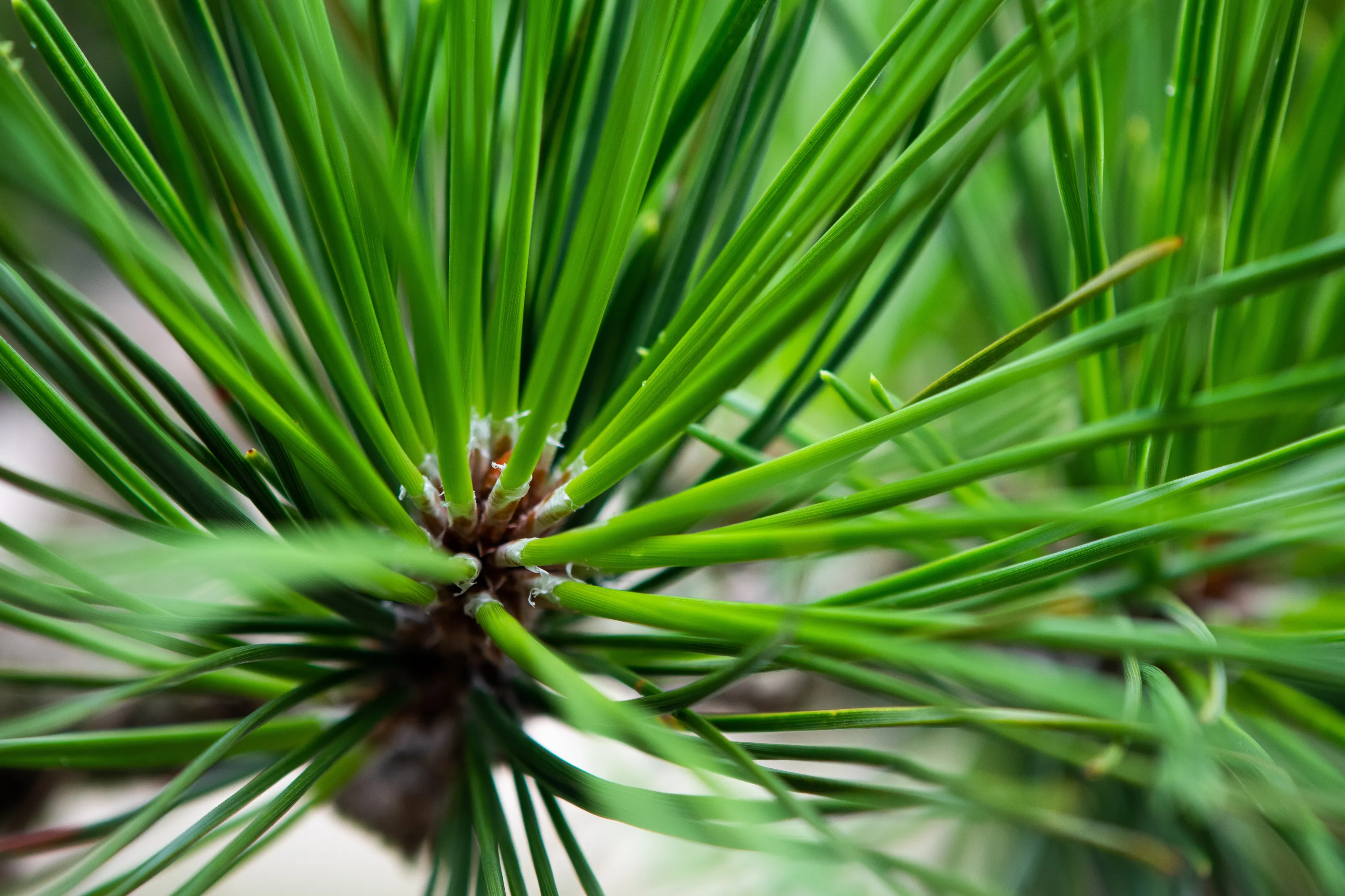 Green and Spiky
