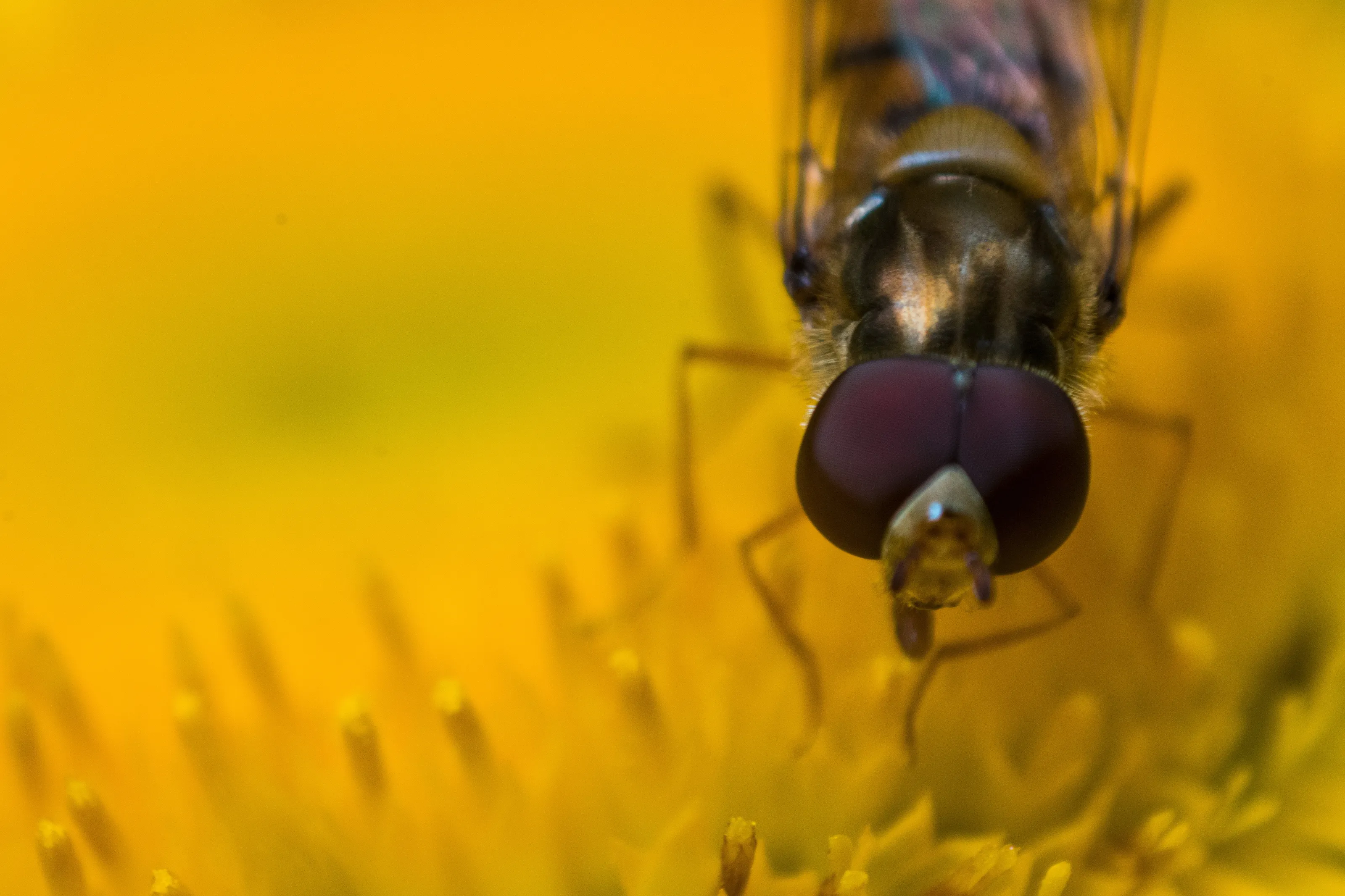 Marmalade hoverfly Feeding on a flower
