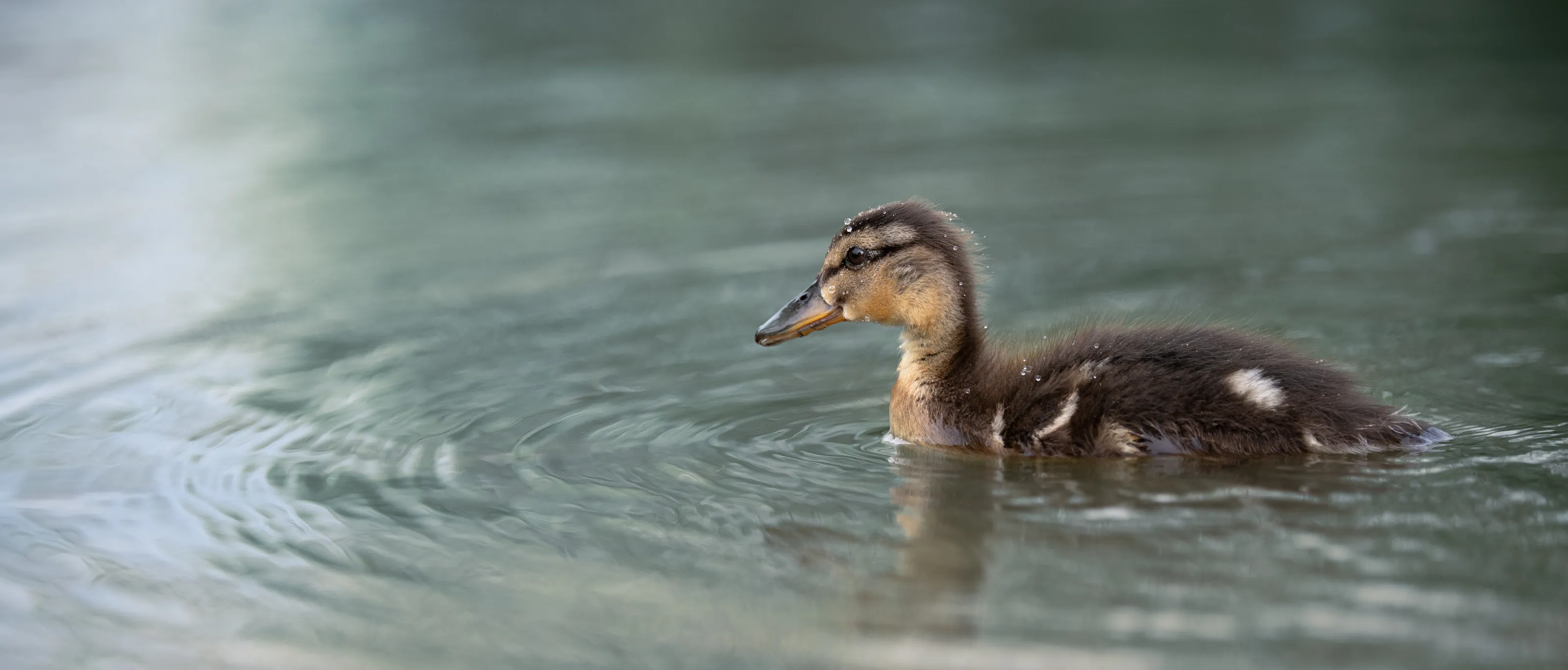 Duckling