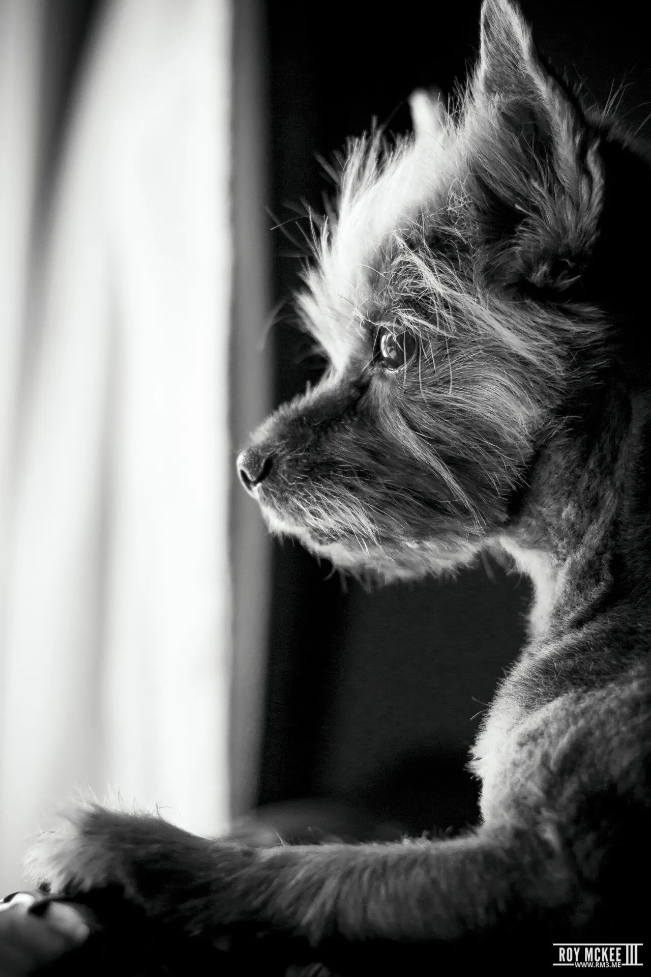 Watching over owner