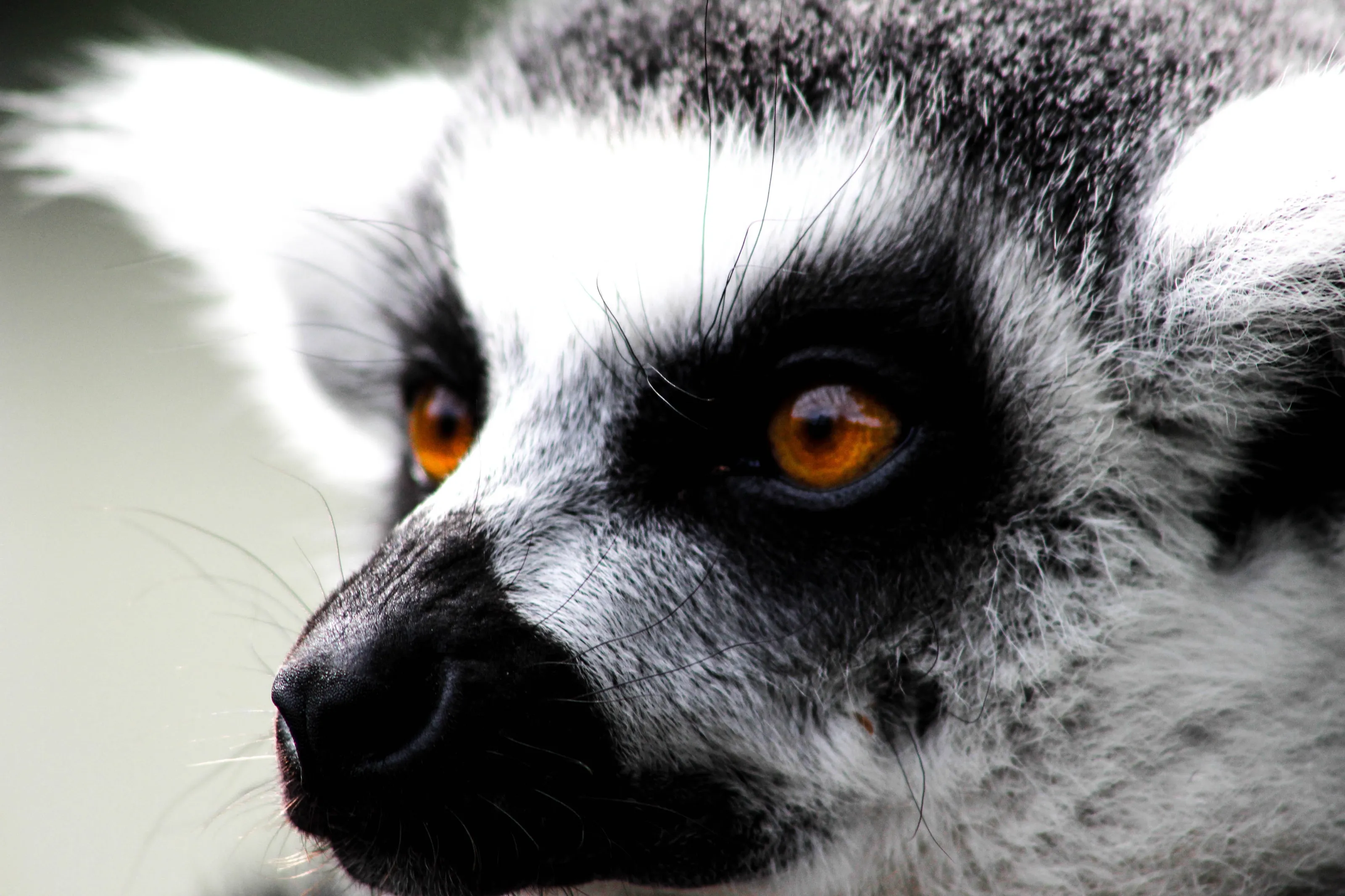The intense Lemur