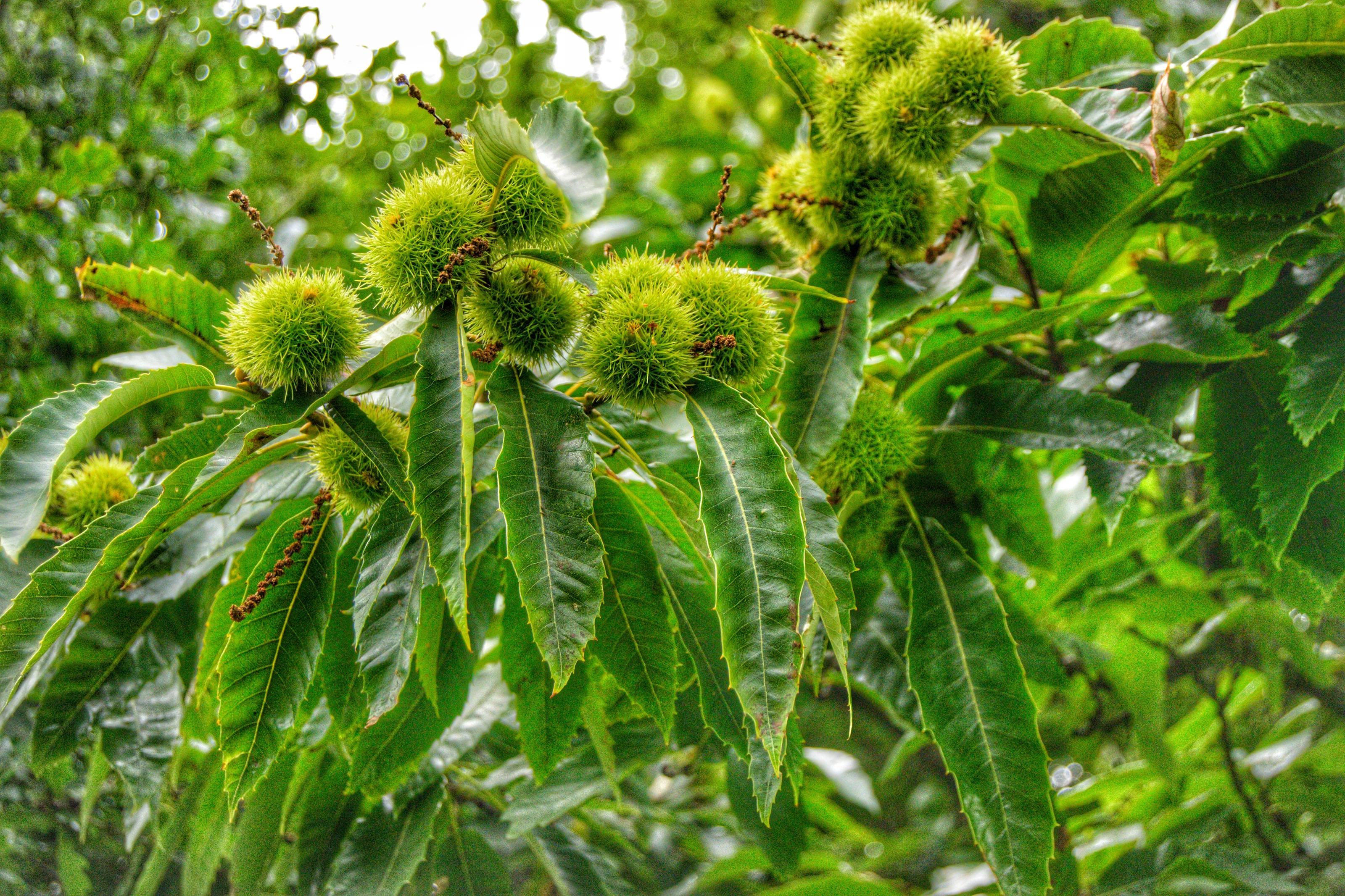Conkers