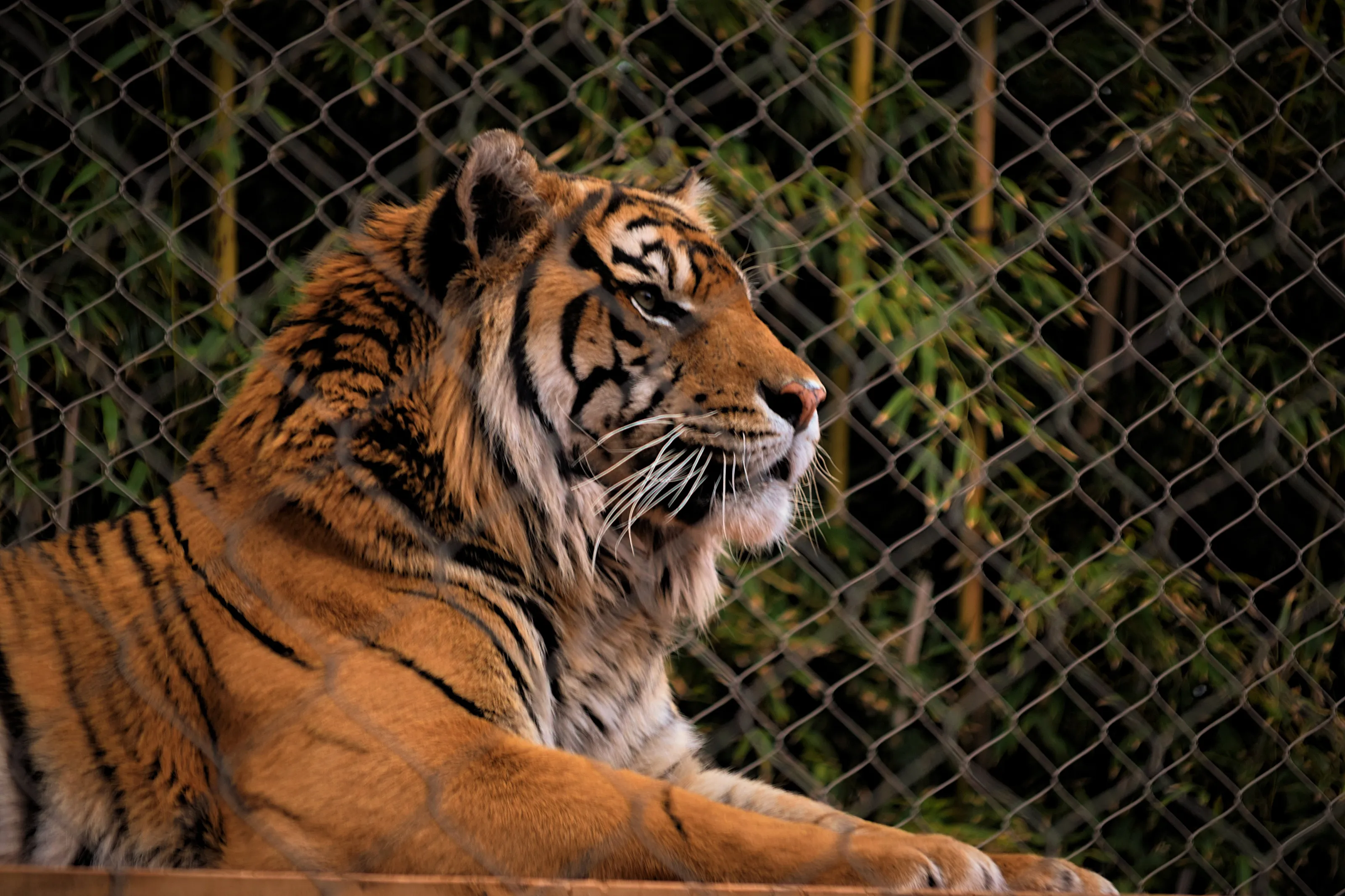 Bengal Tiger