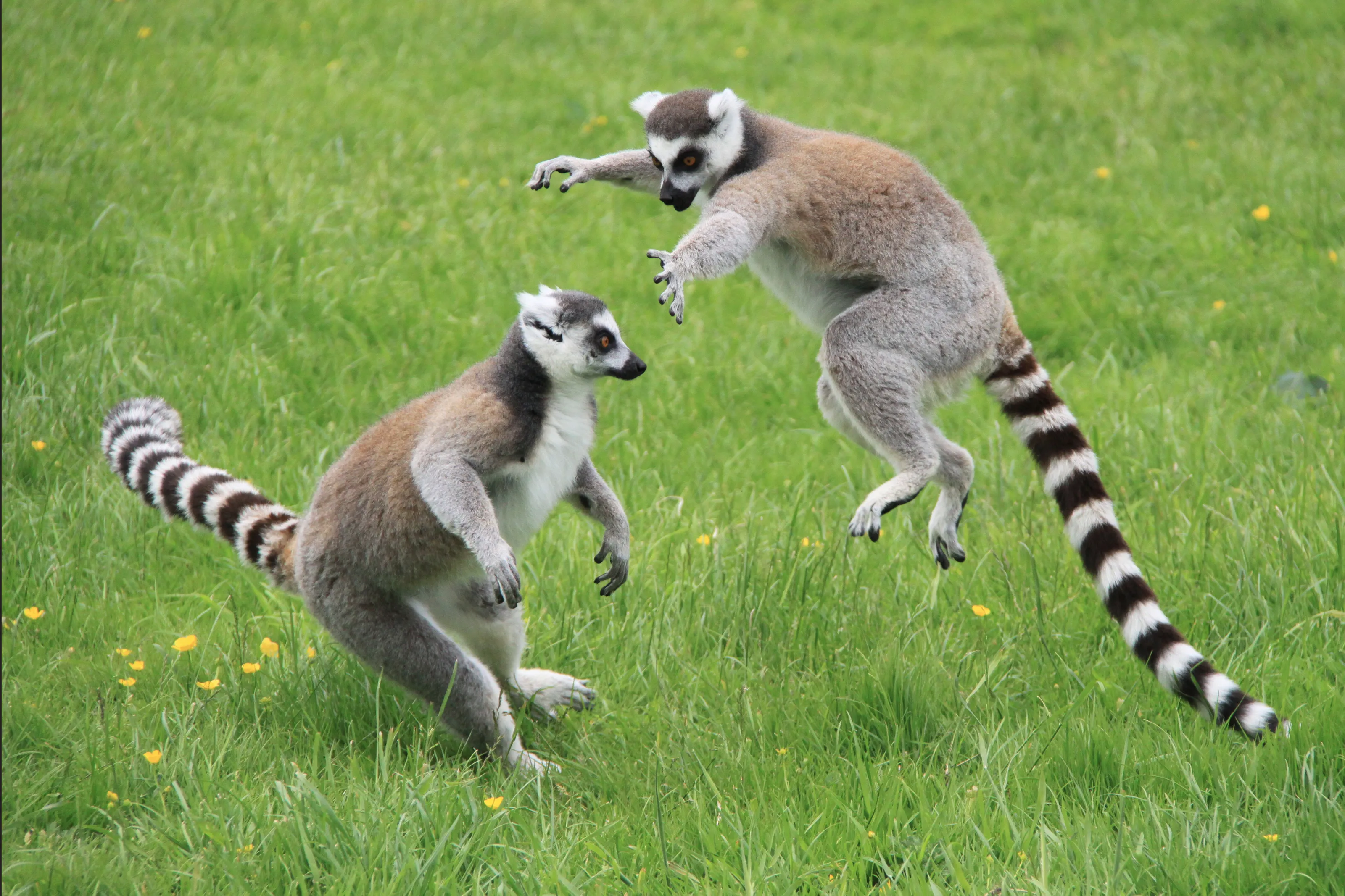 Dancing lemurs