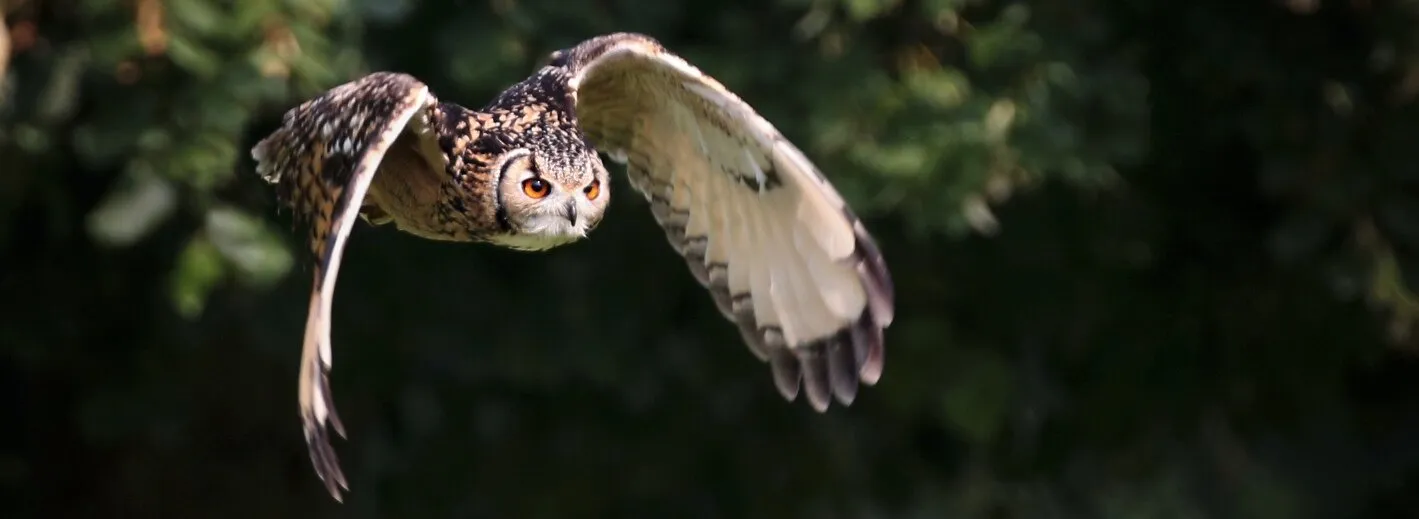 Eagle Owl