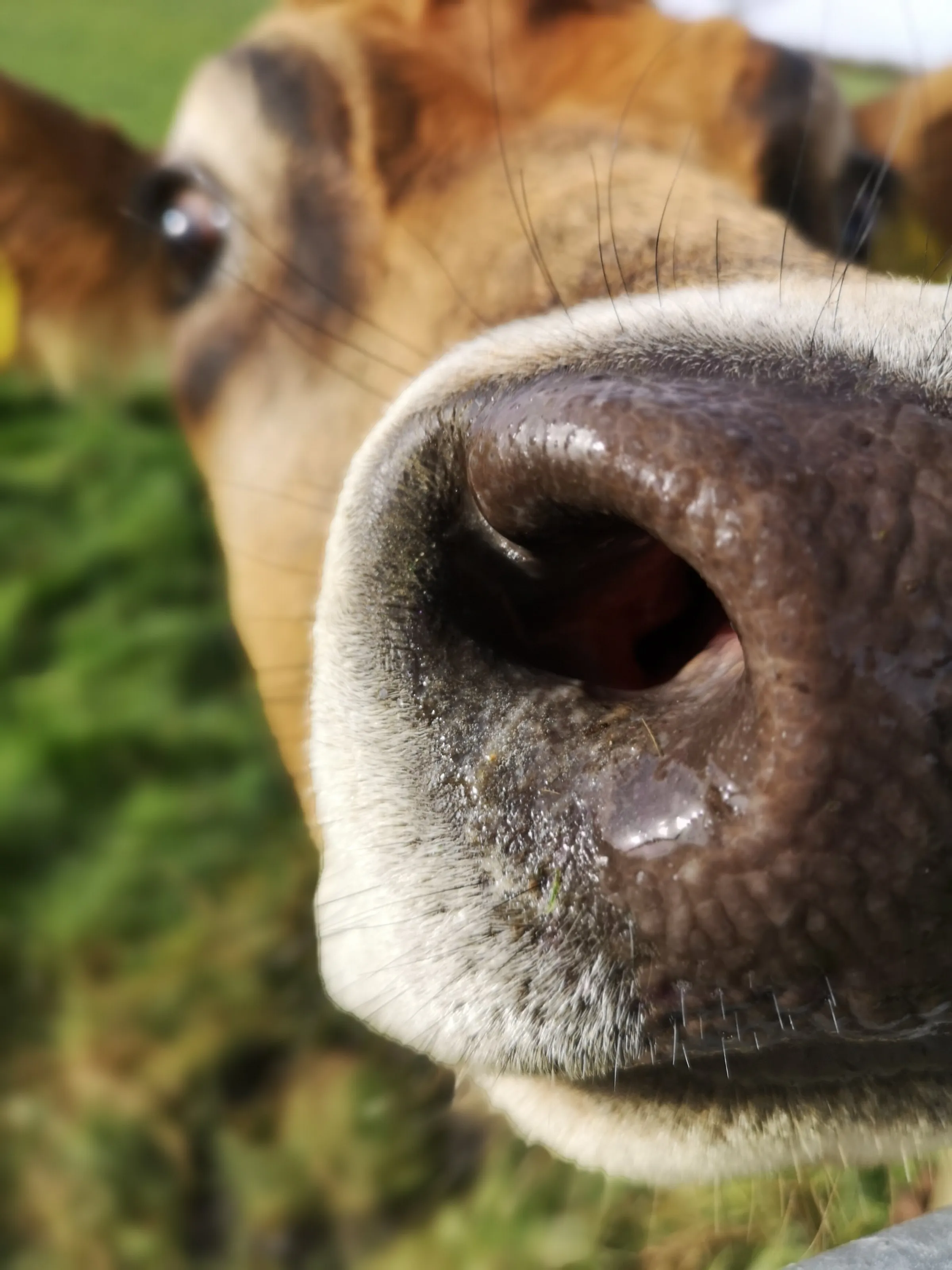Moo