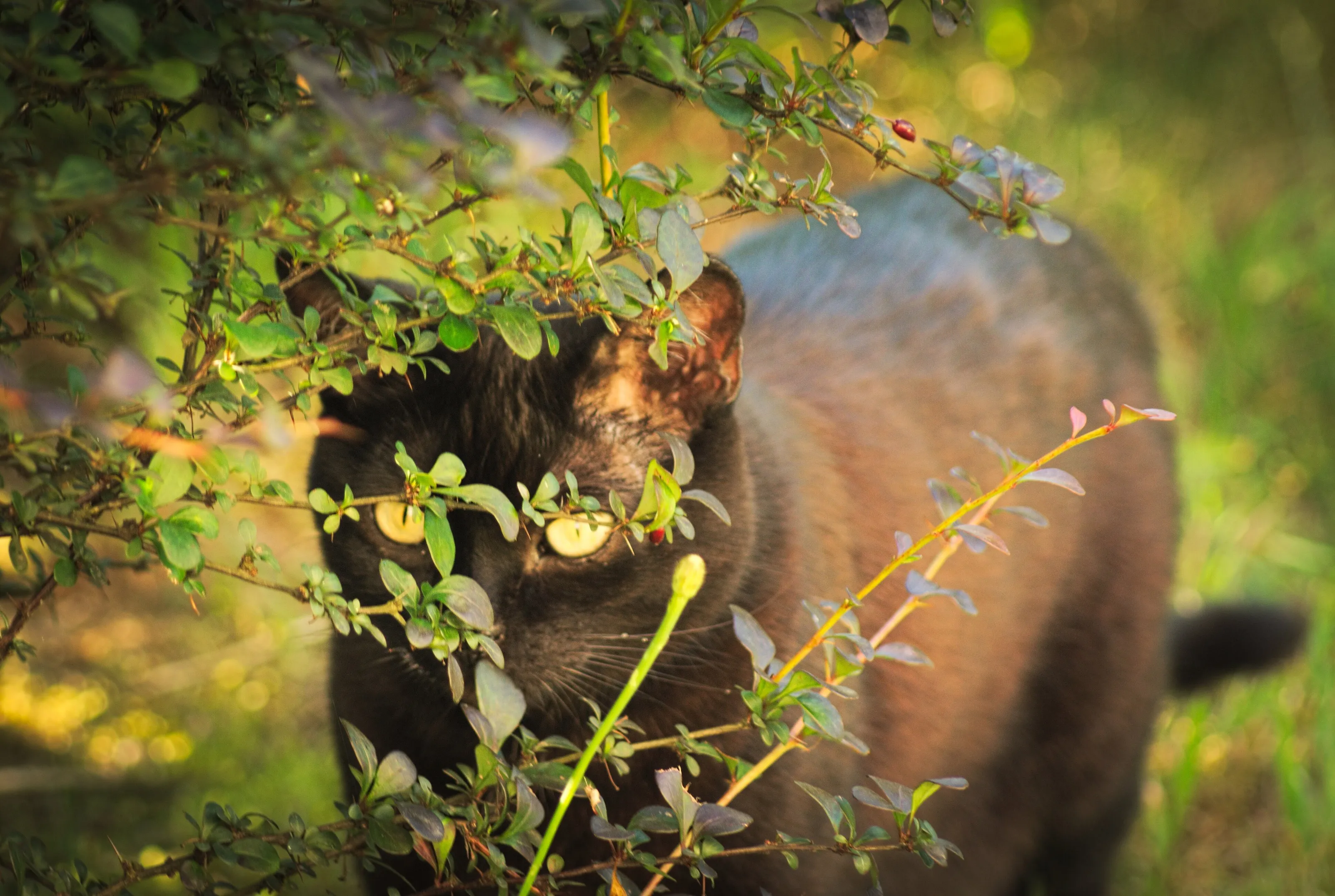 Luna the Cat