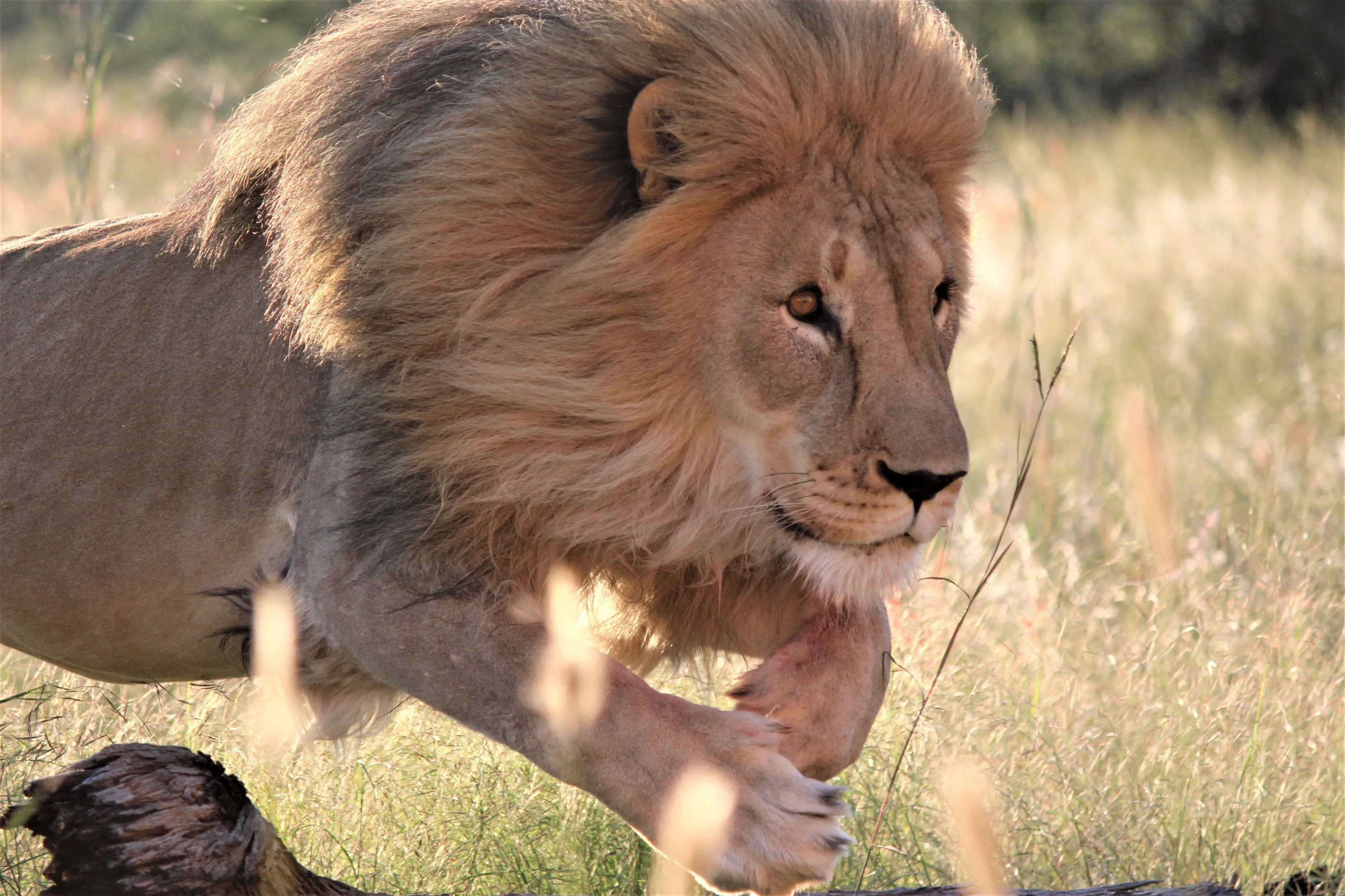 Majesty On The Move