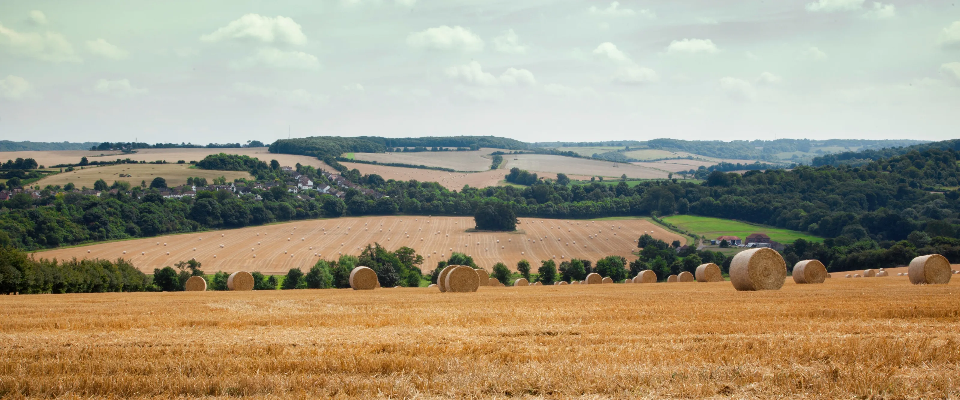 Harvest Time