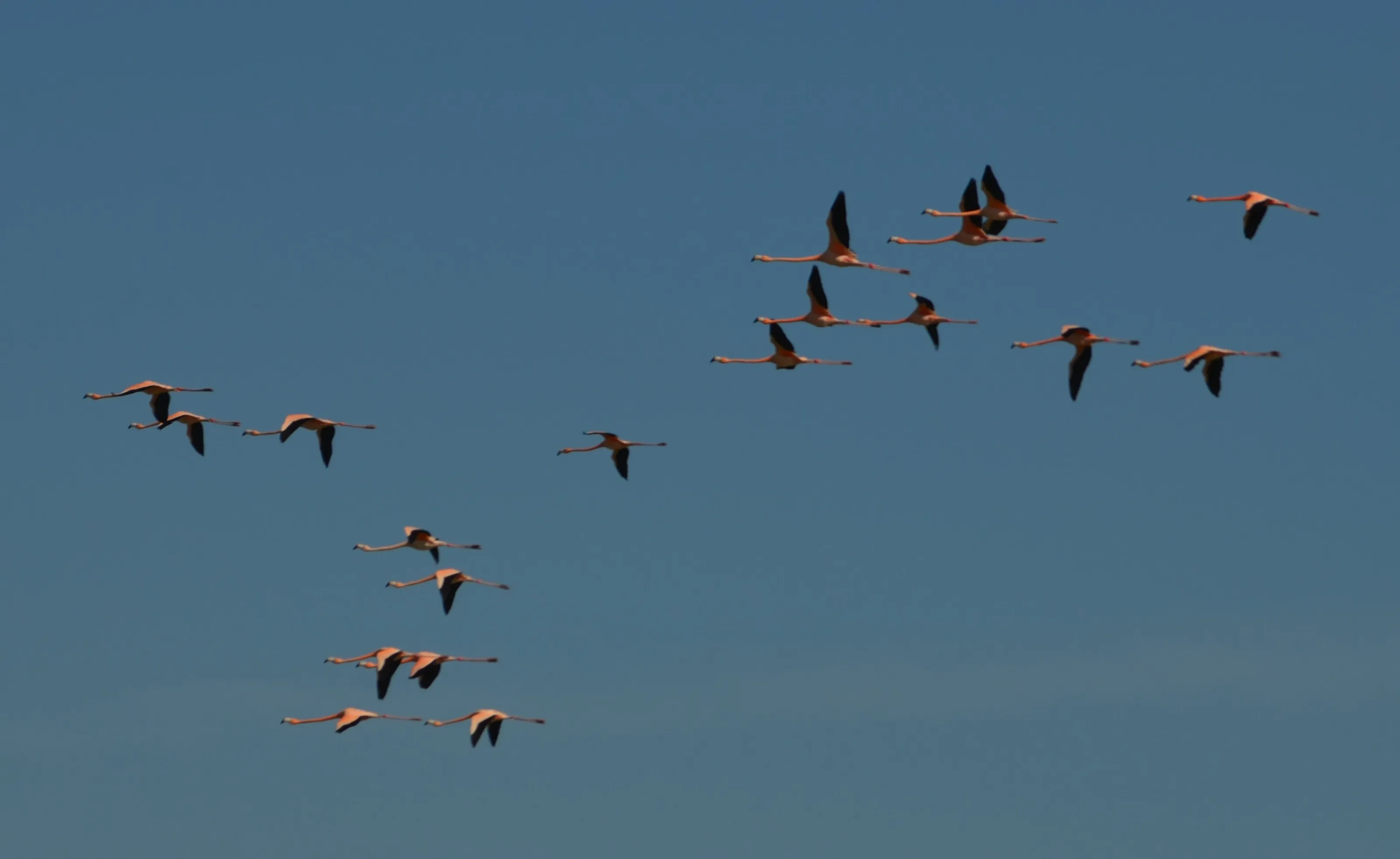 Flamingos