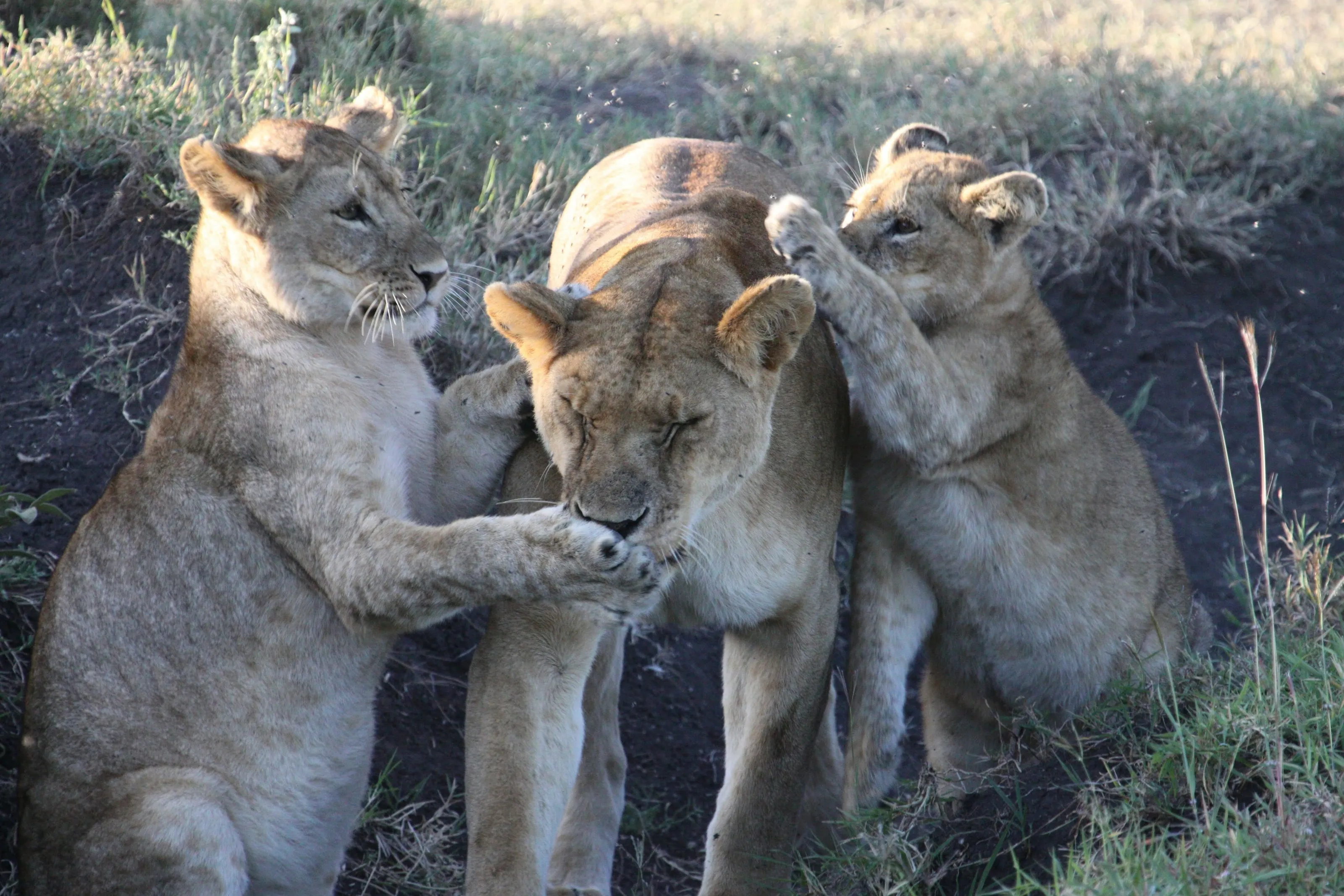 Lioness and cubs playing
