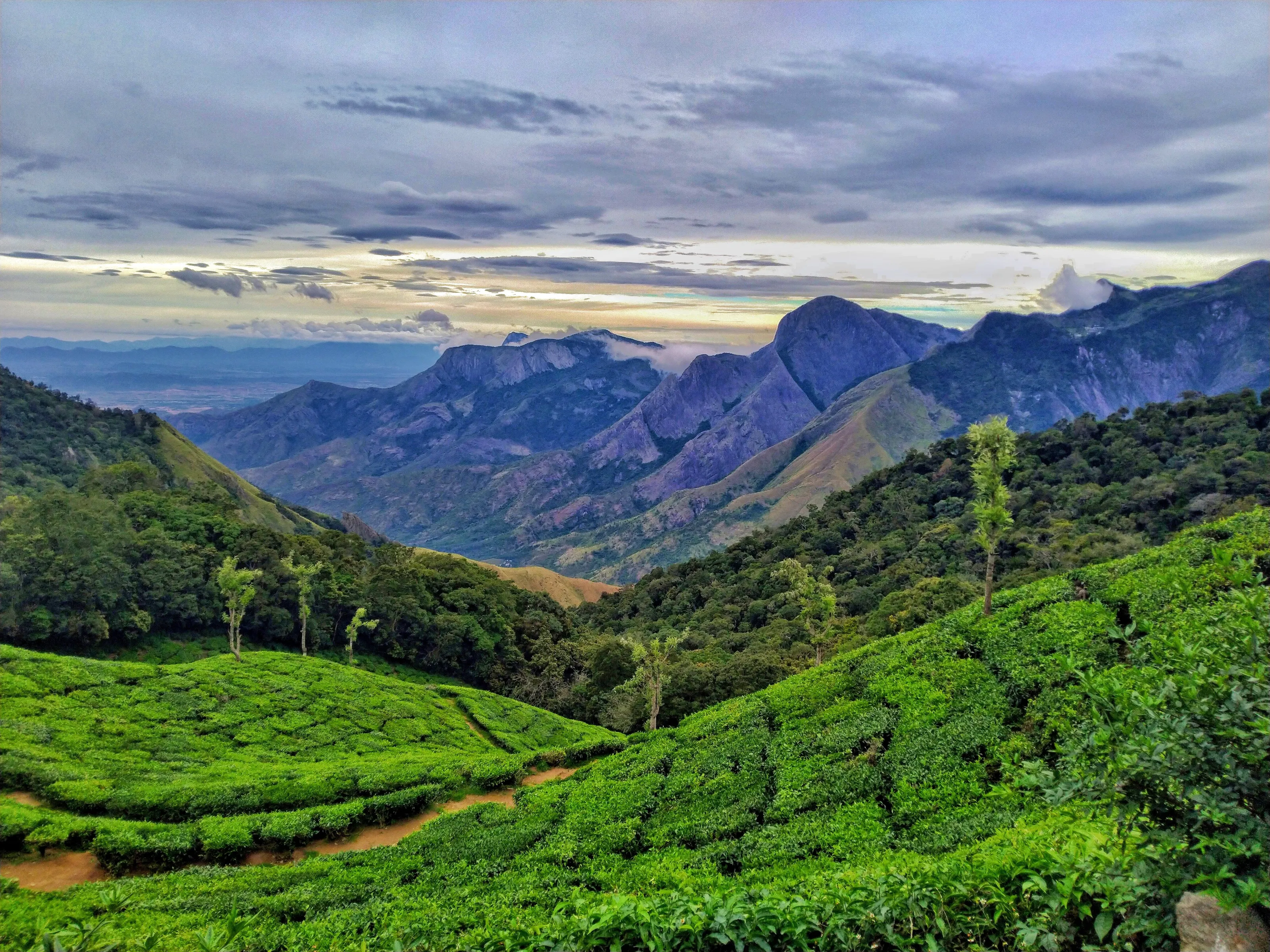 Munnar Diaries