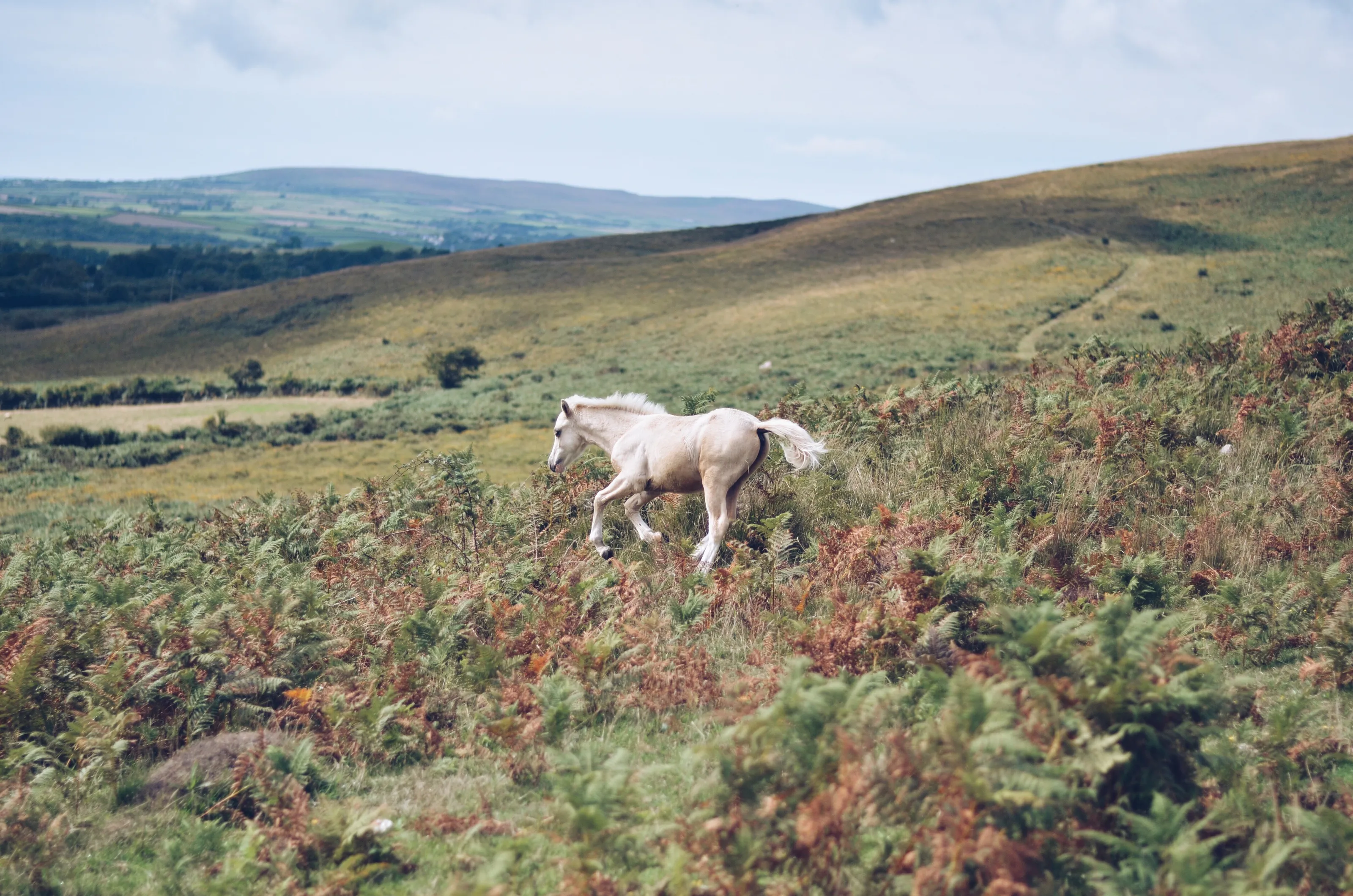 Wild Horses