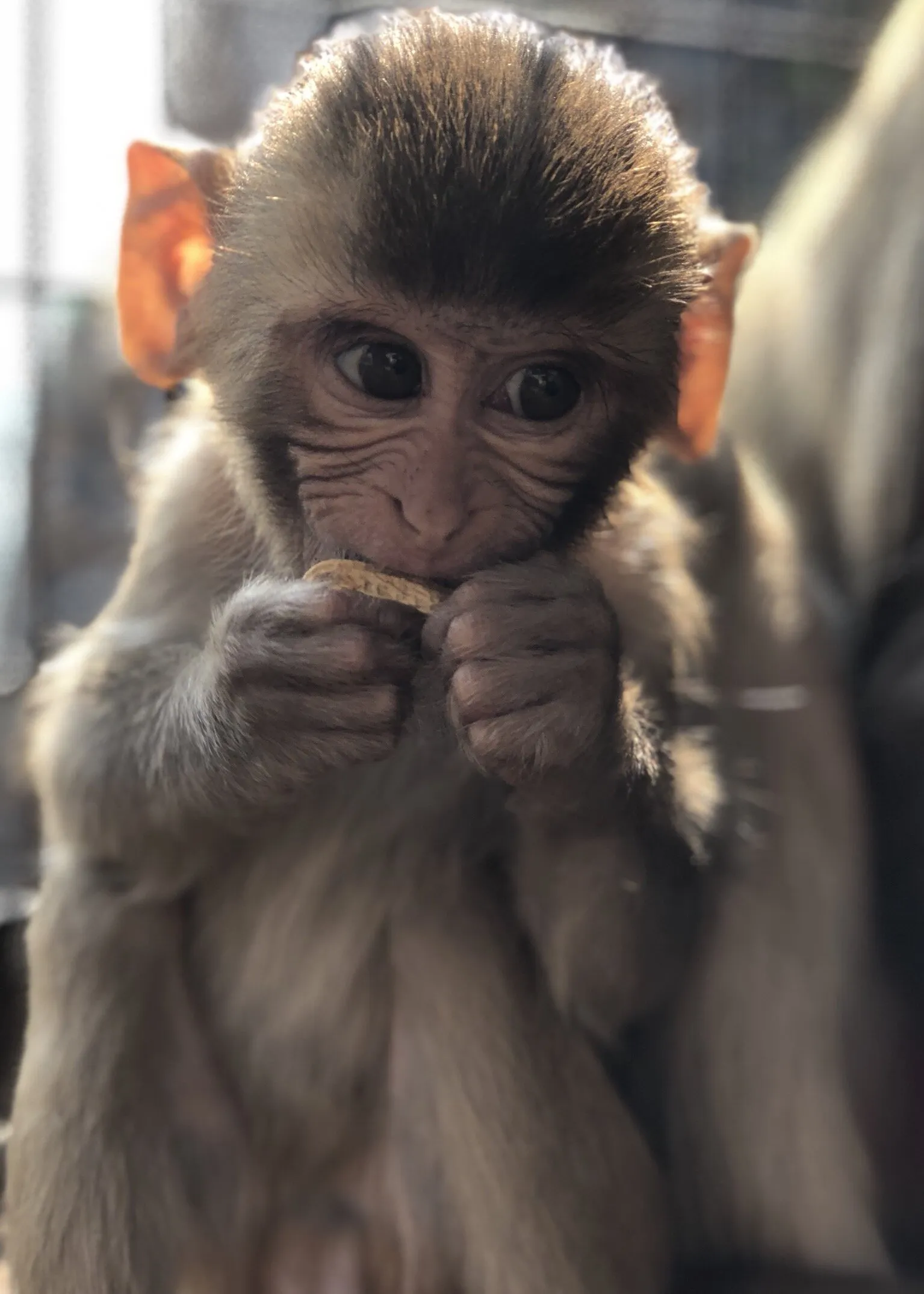 Modern Monkey