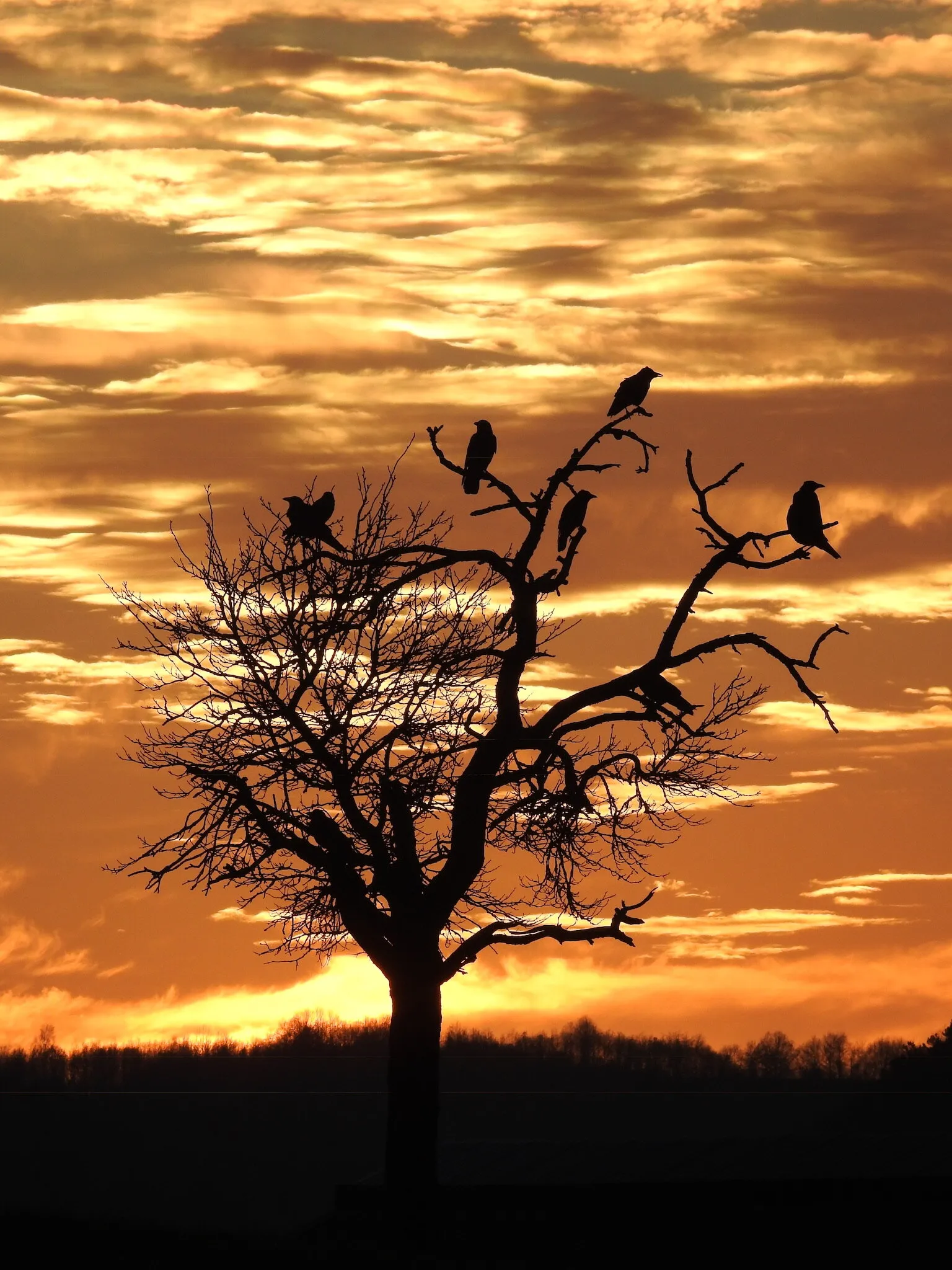 Raven‘s tree