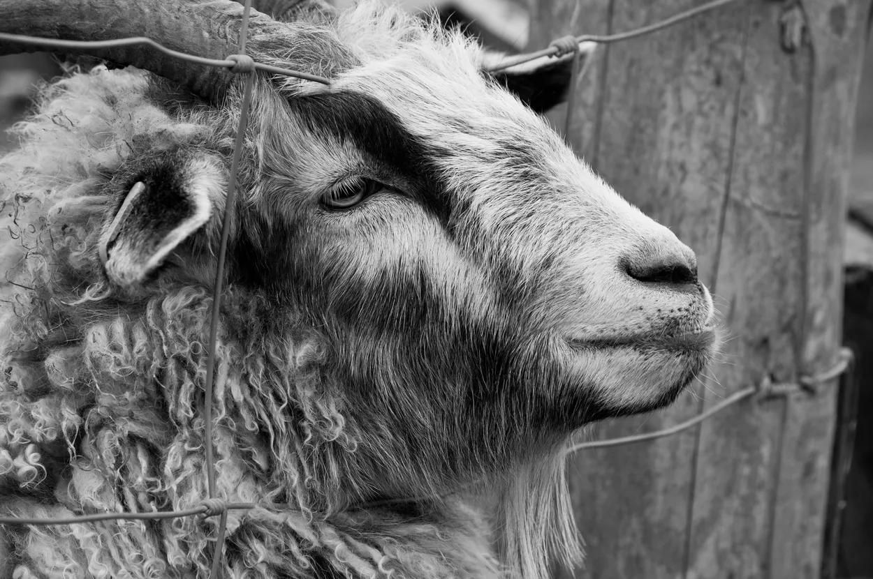Entry 7463585