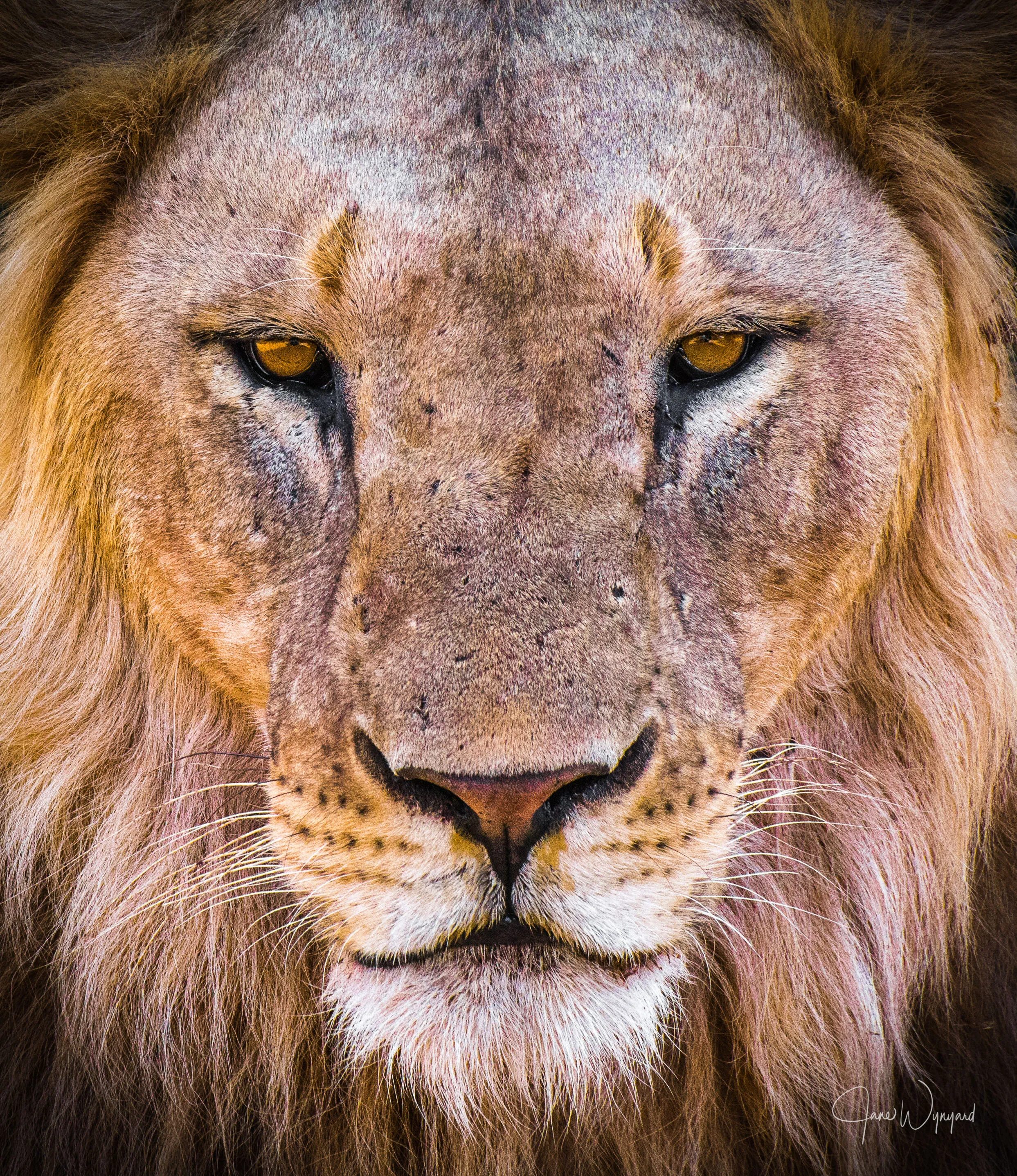 The King