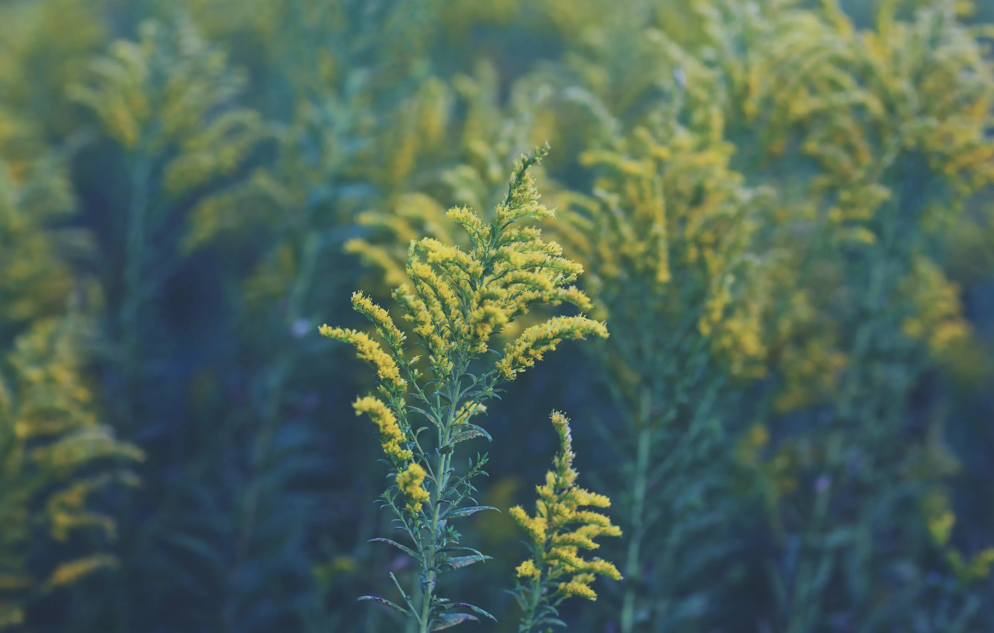 Goldenrod at dusk