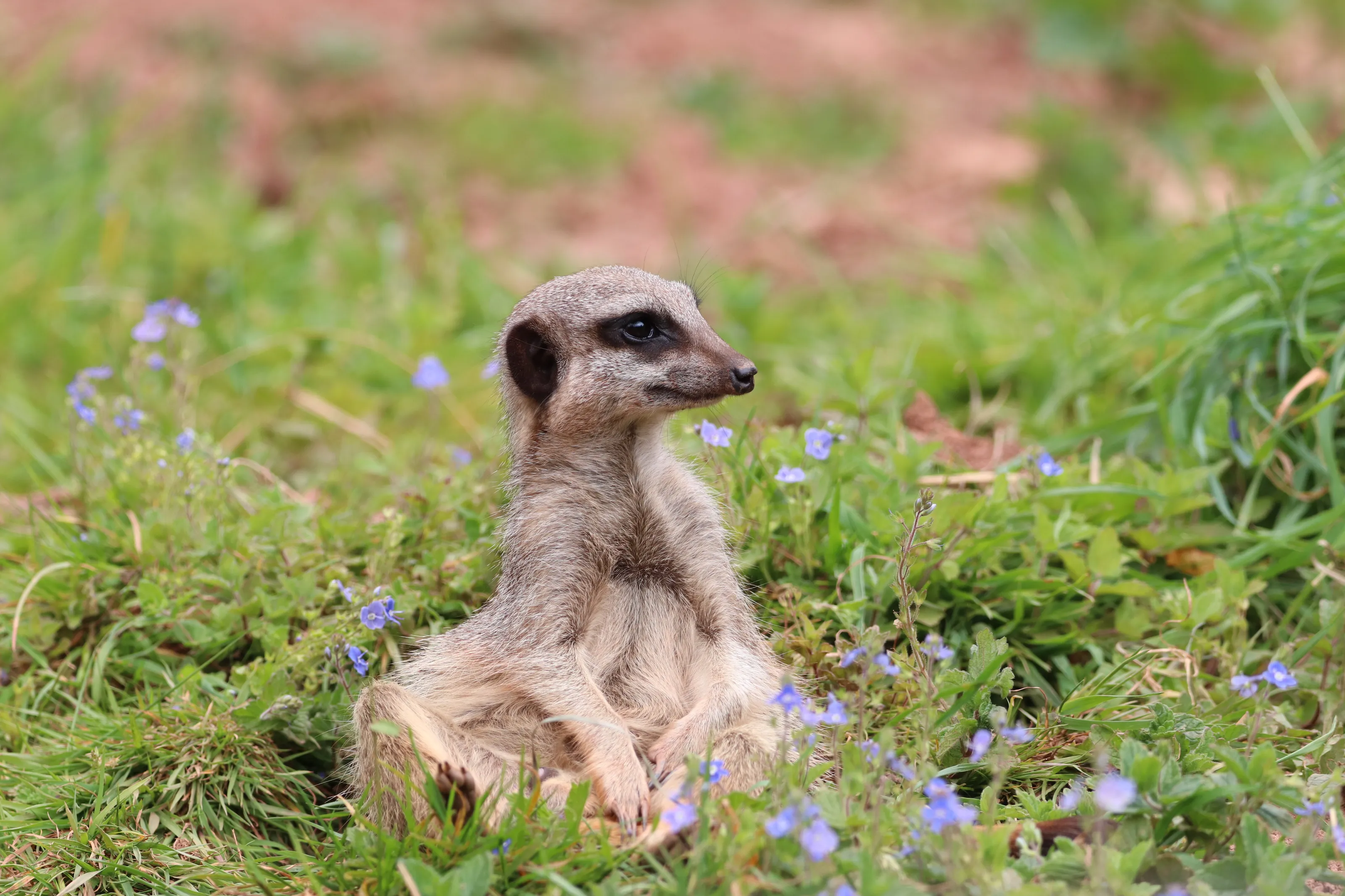 Posing Meerkat