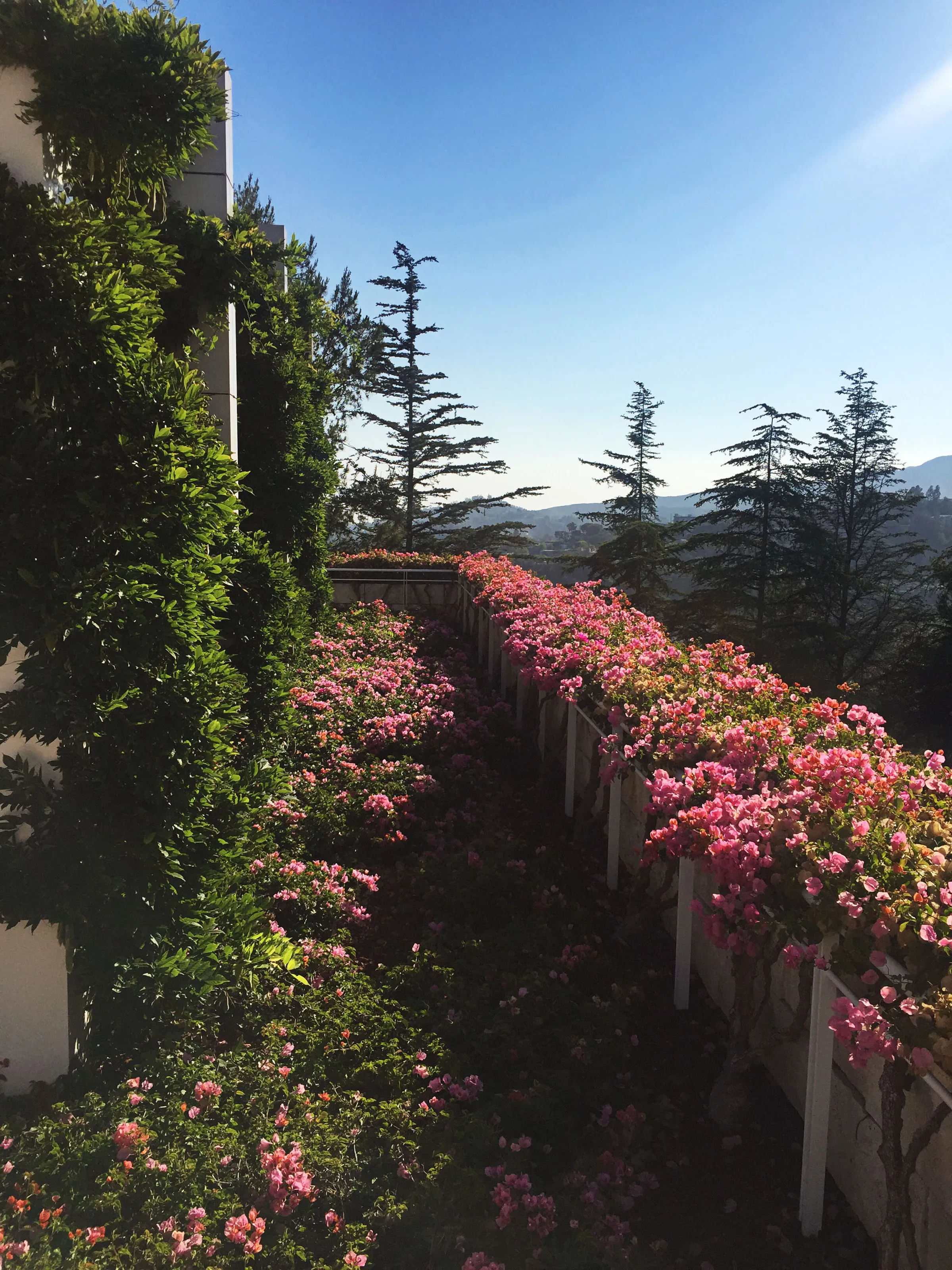 Getty Garden