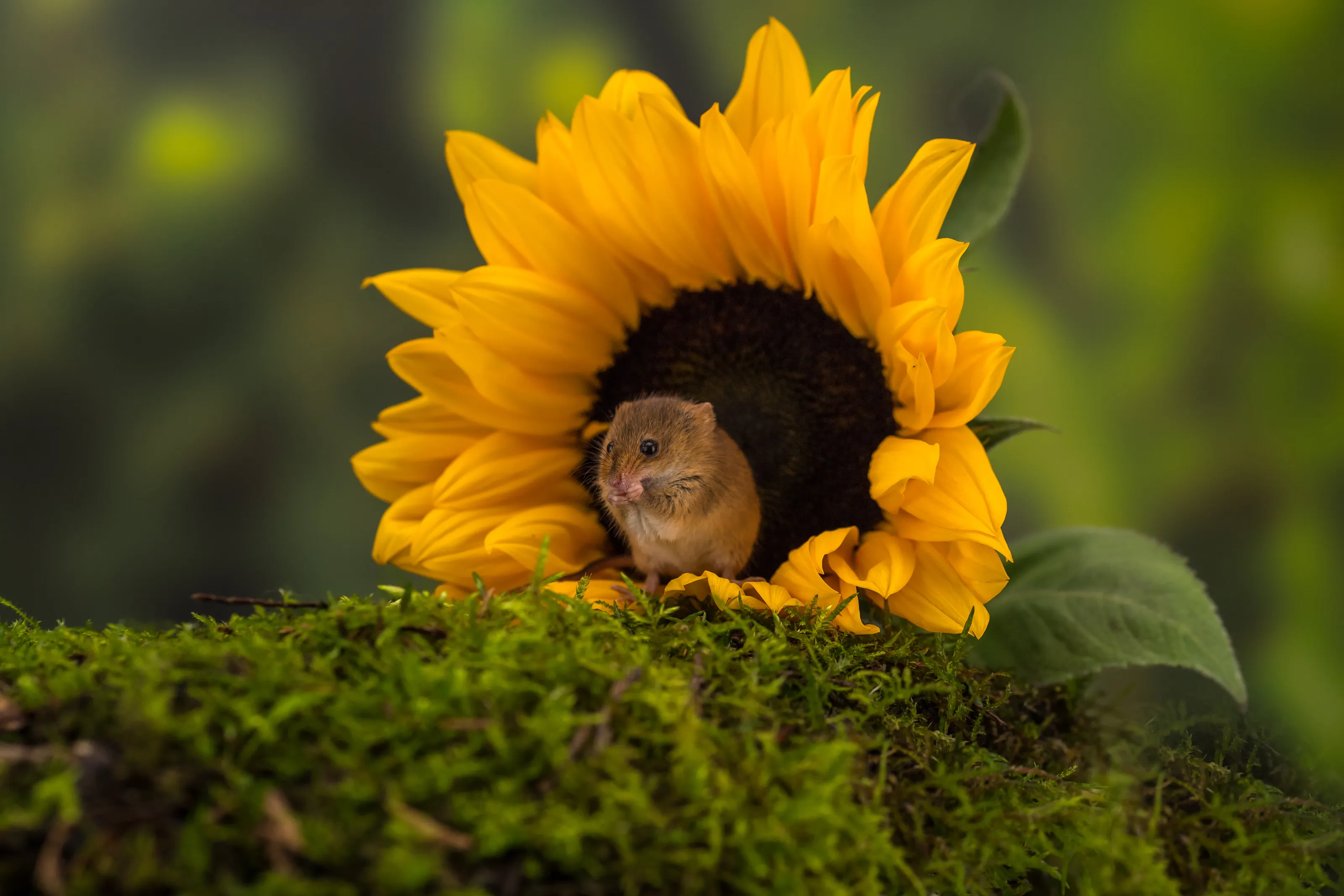 Sunflower and Harvest Mouse