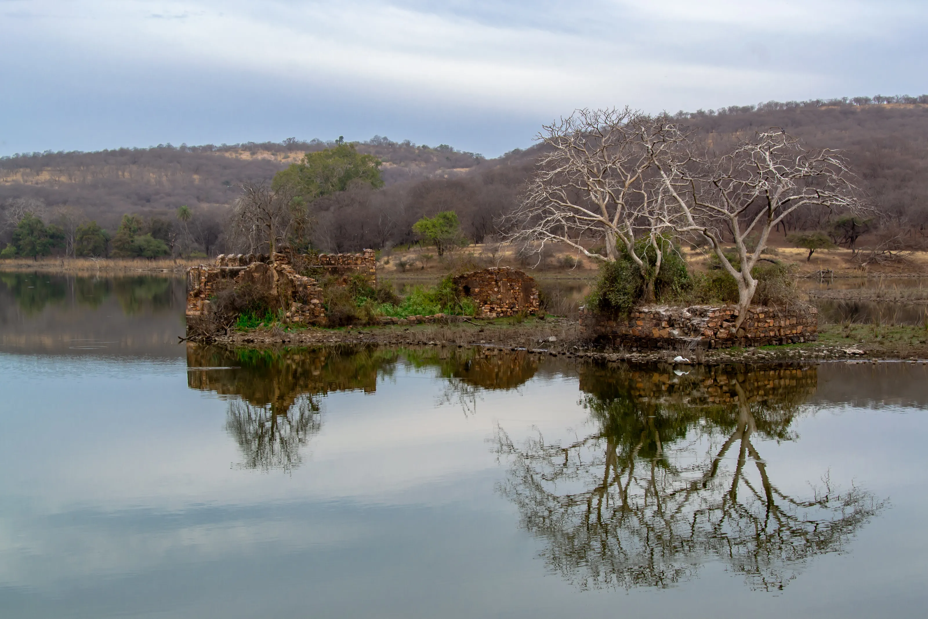 Tree's on water