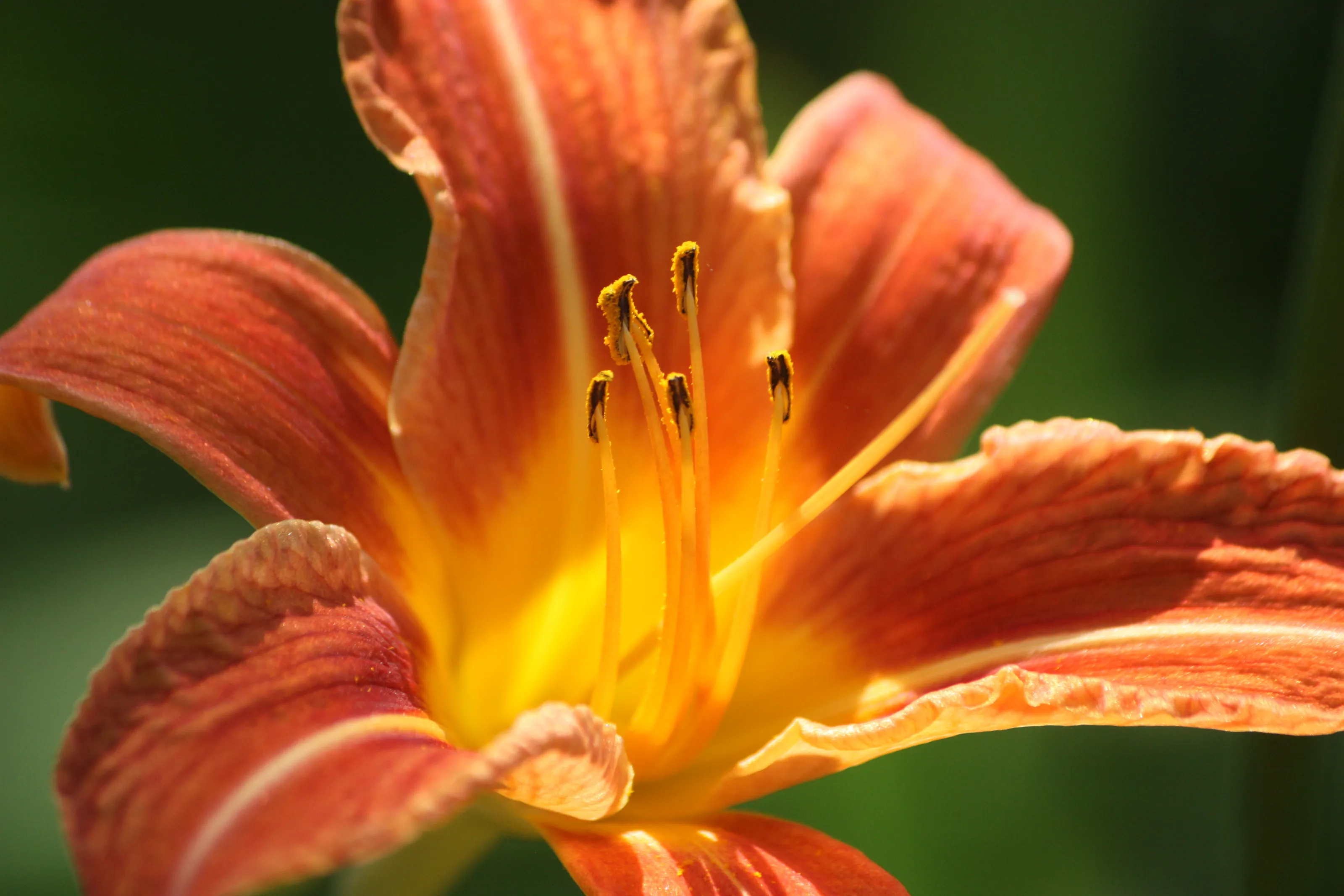 The Open Petals