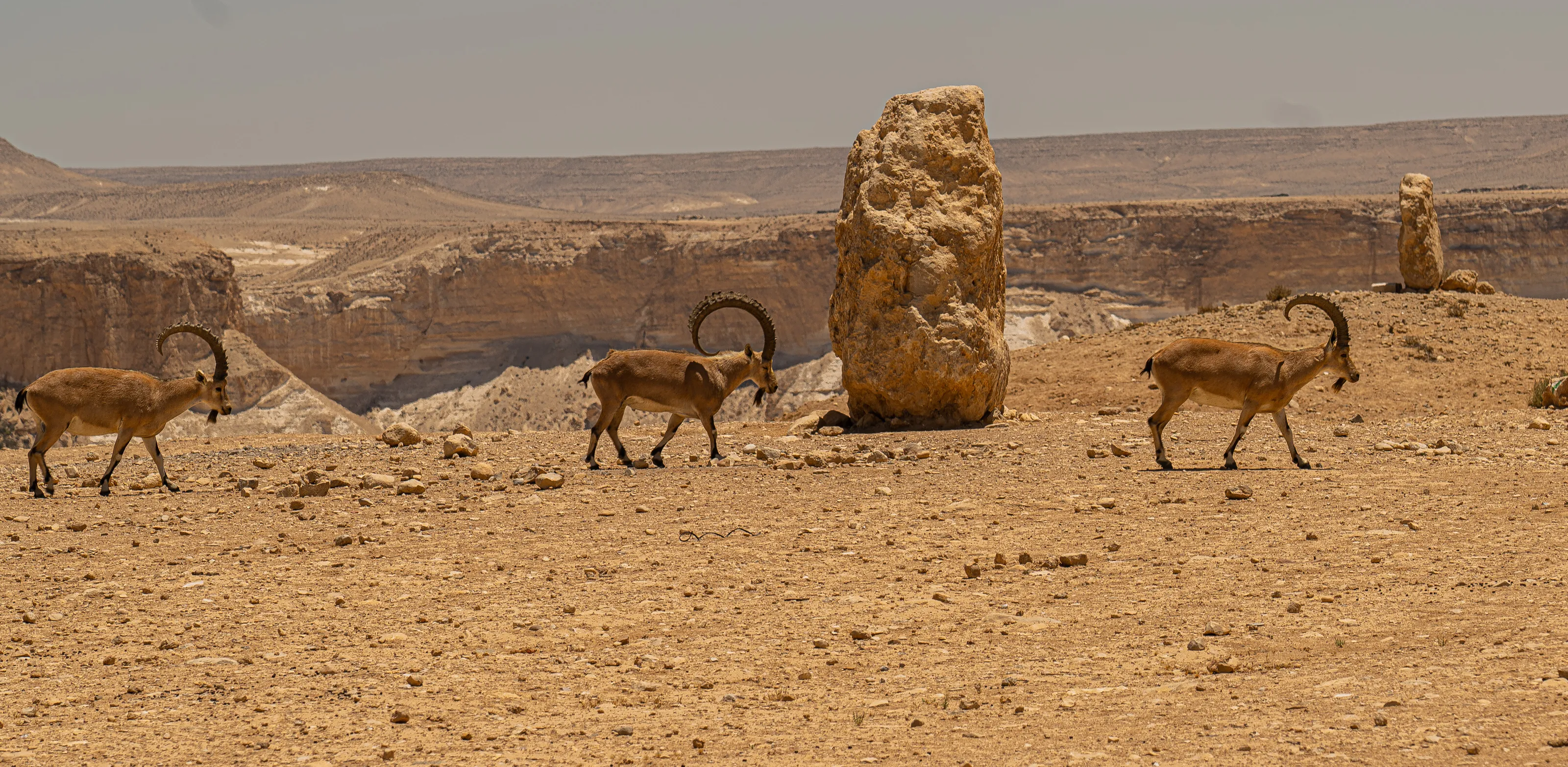 Ibex