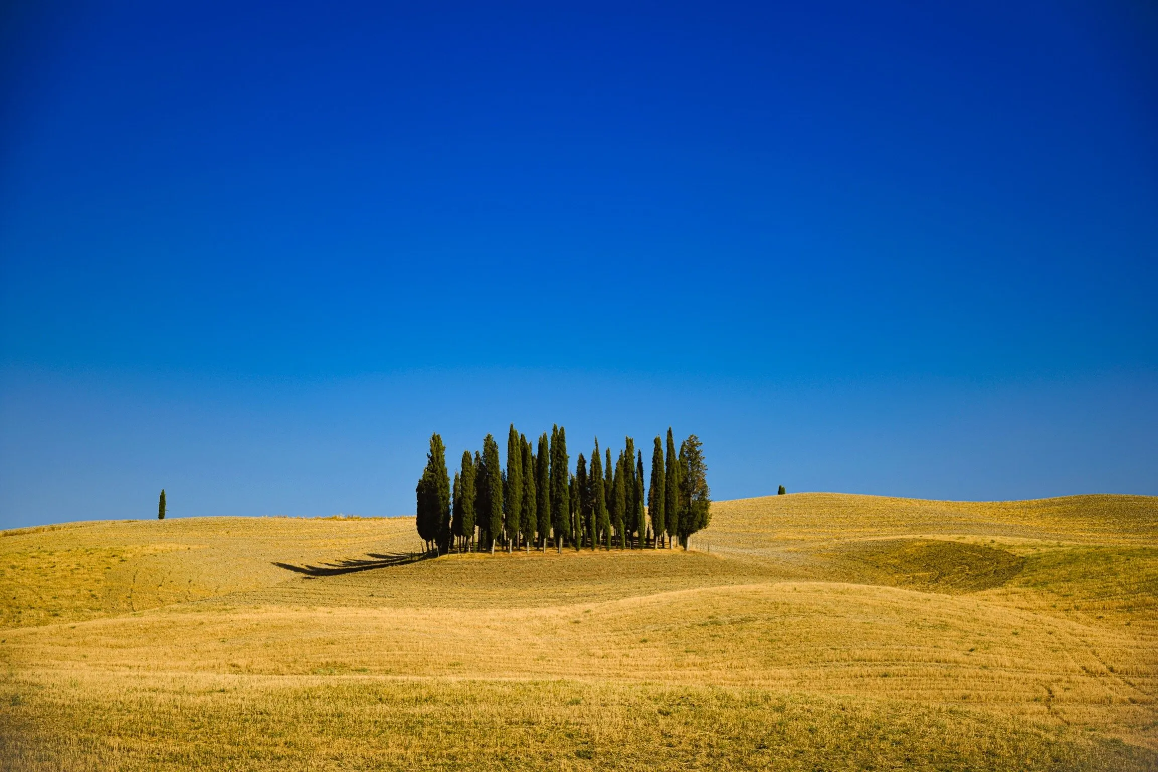 Cypress trees and the big blue sky...