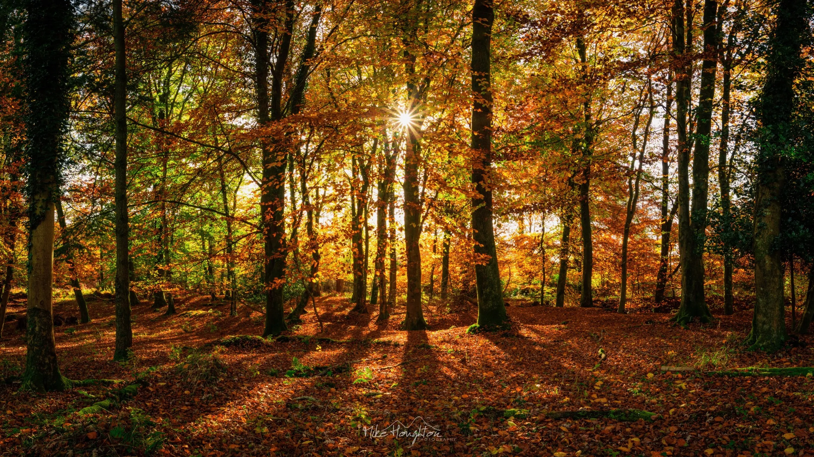 Woodland pano