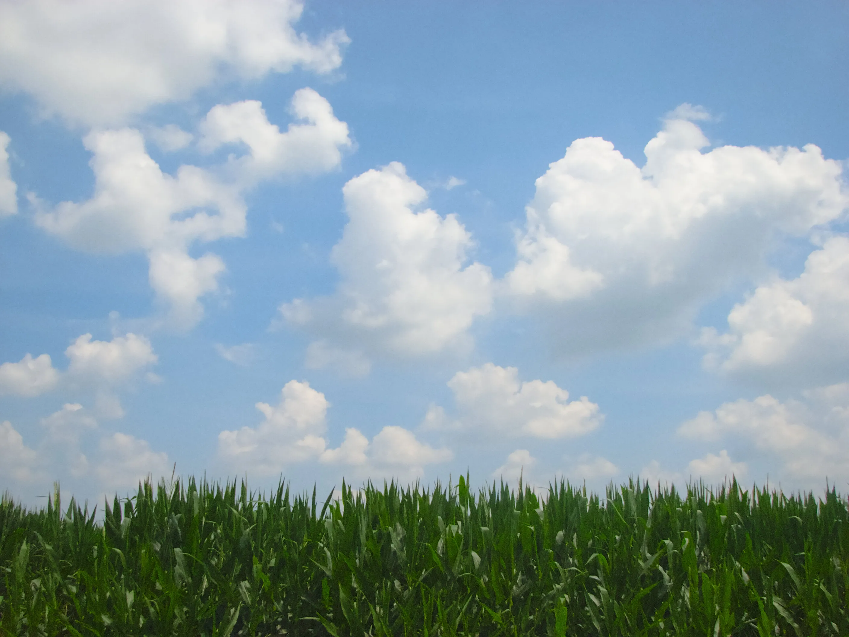 Cornfields