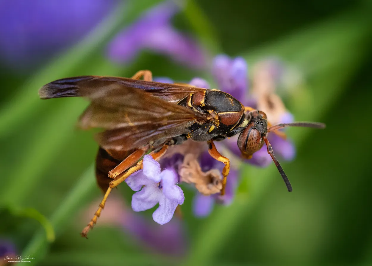 Entry 4695329