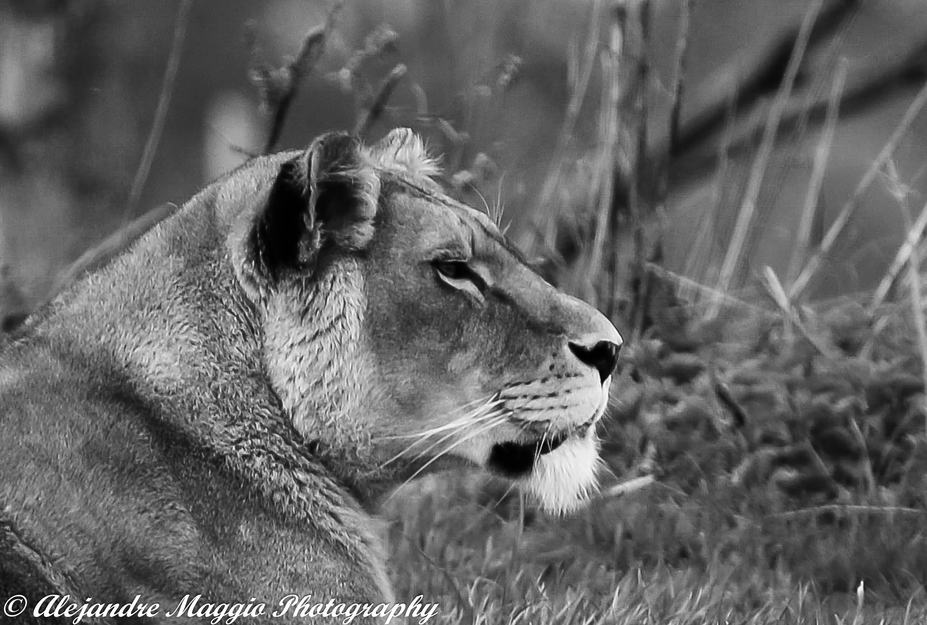 Lioness