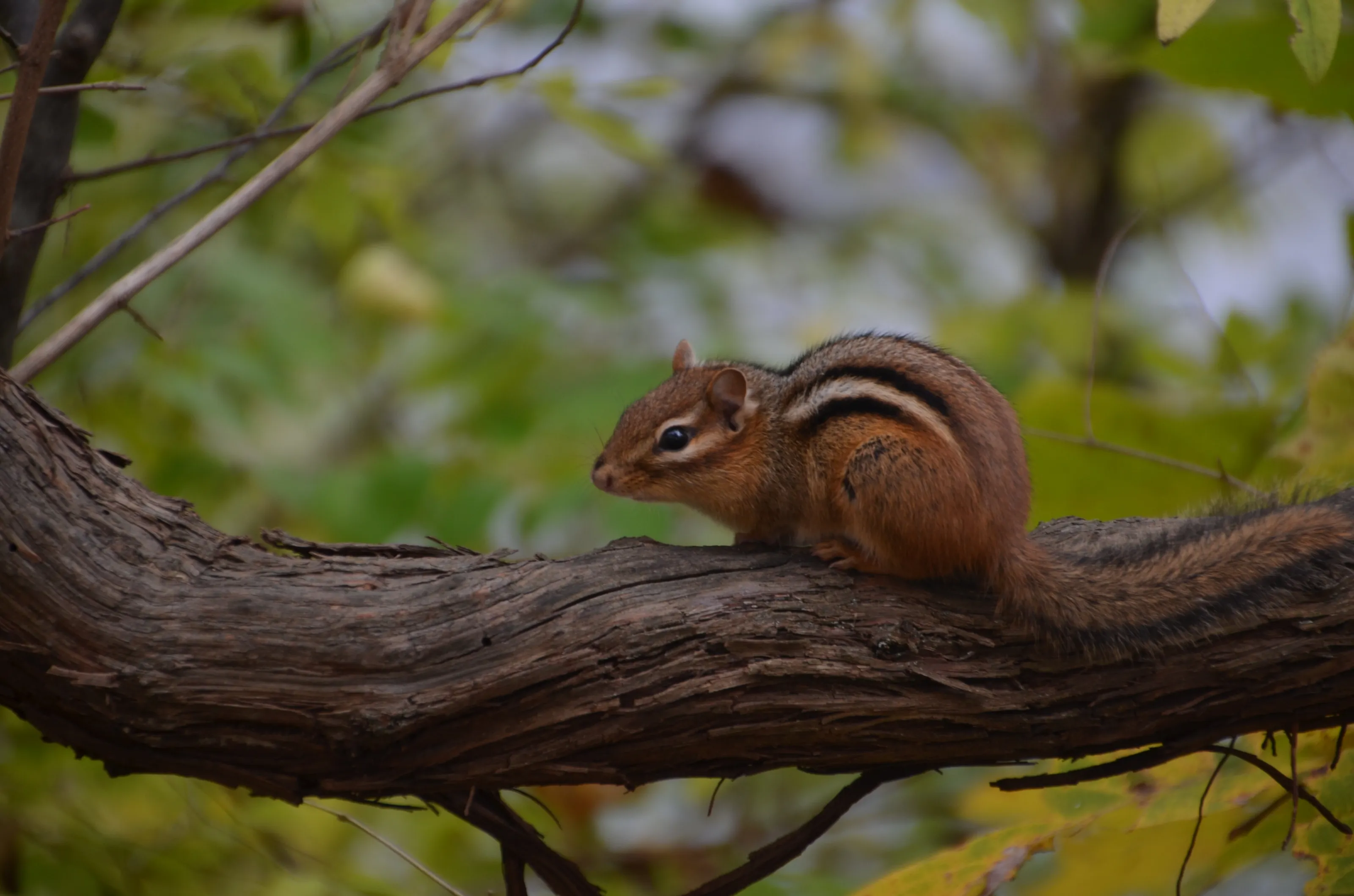 Little Chippy
