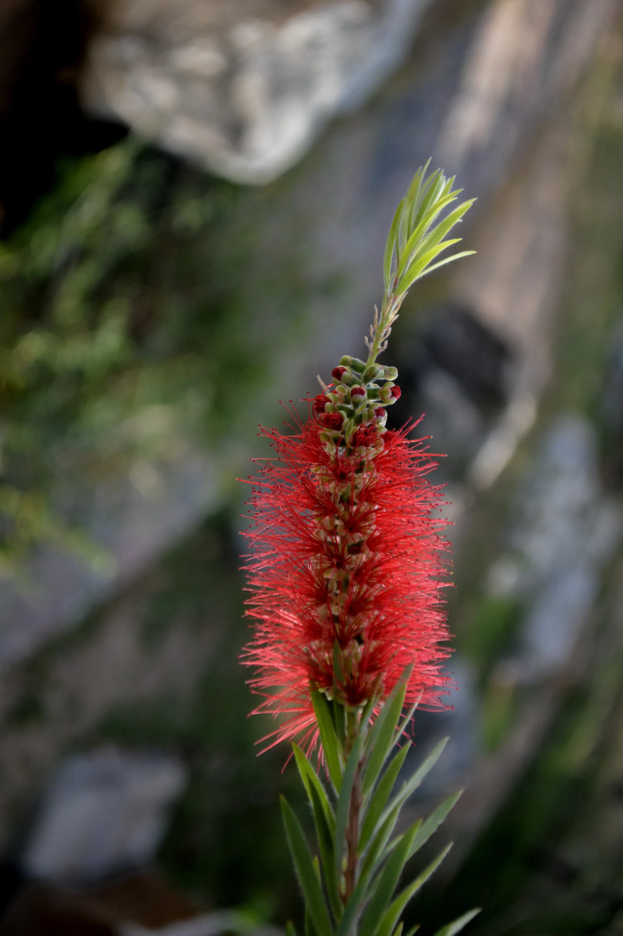 Natures' creativity