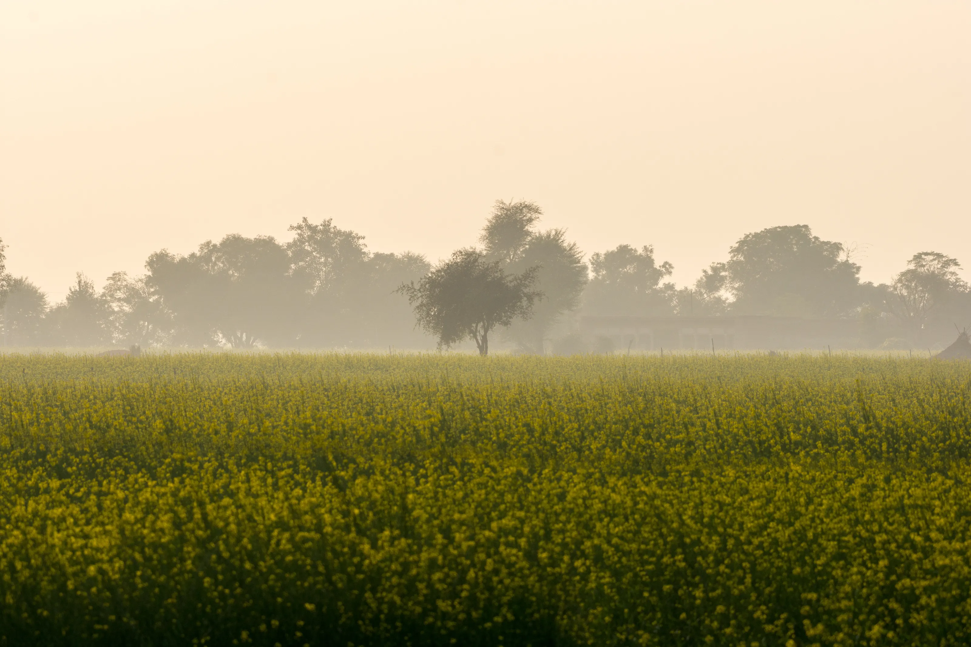 Mustard Fields