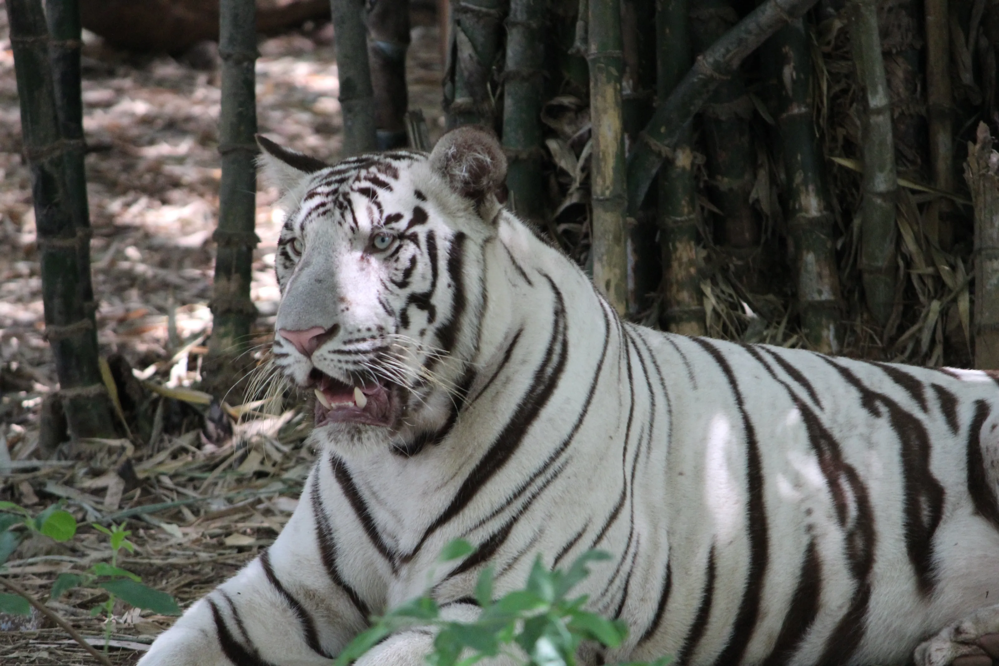 The roar