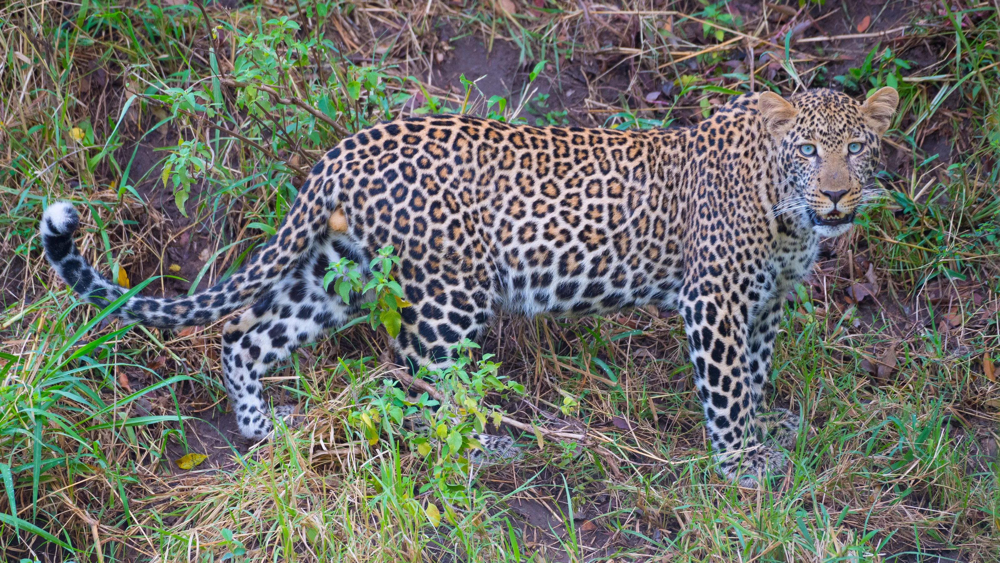 Leopard in the Masai Mara, Kenya