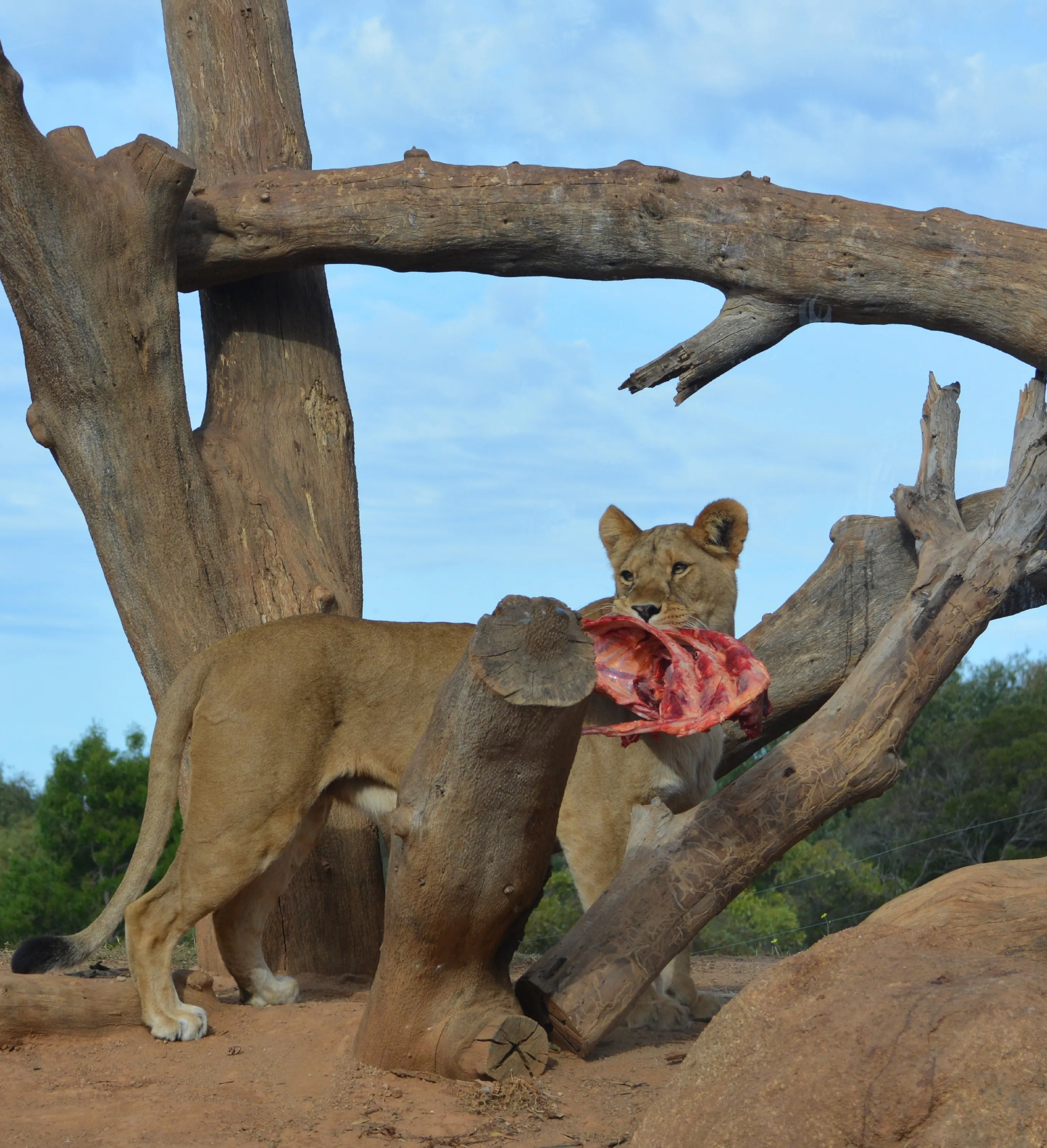 Hungry Lion