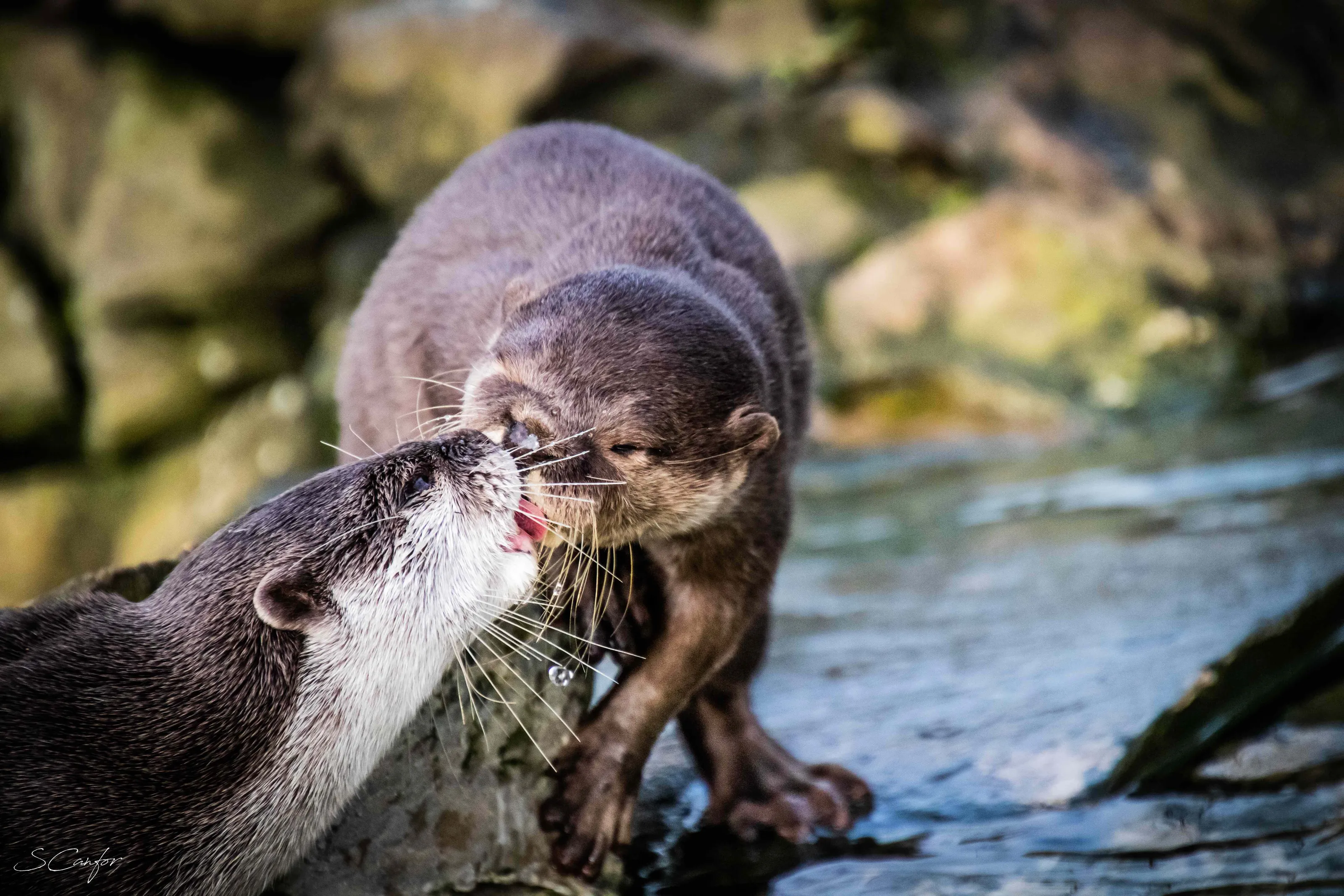 I Otter Give You A Kiss