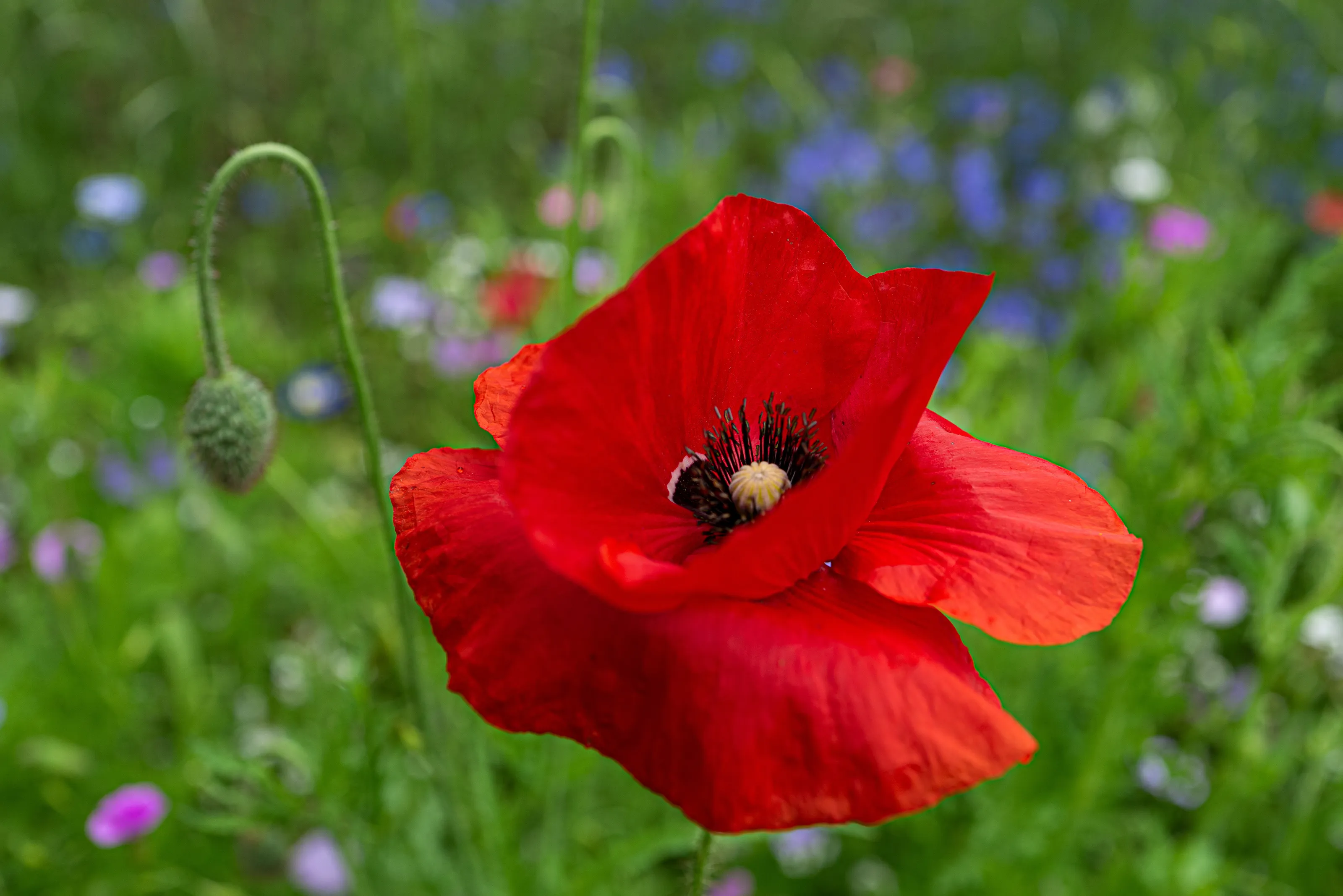 Poppy