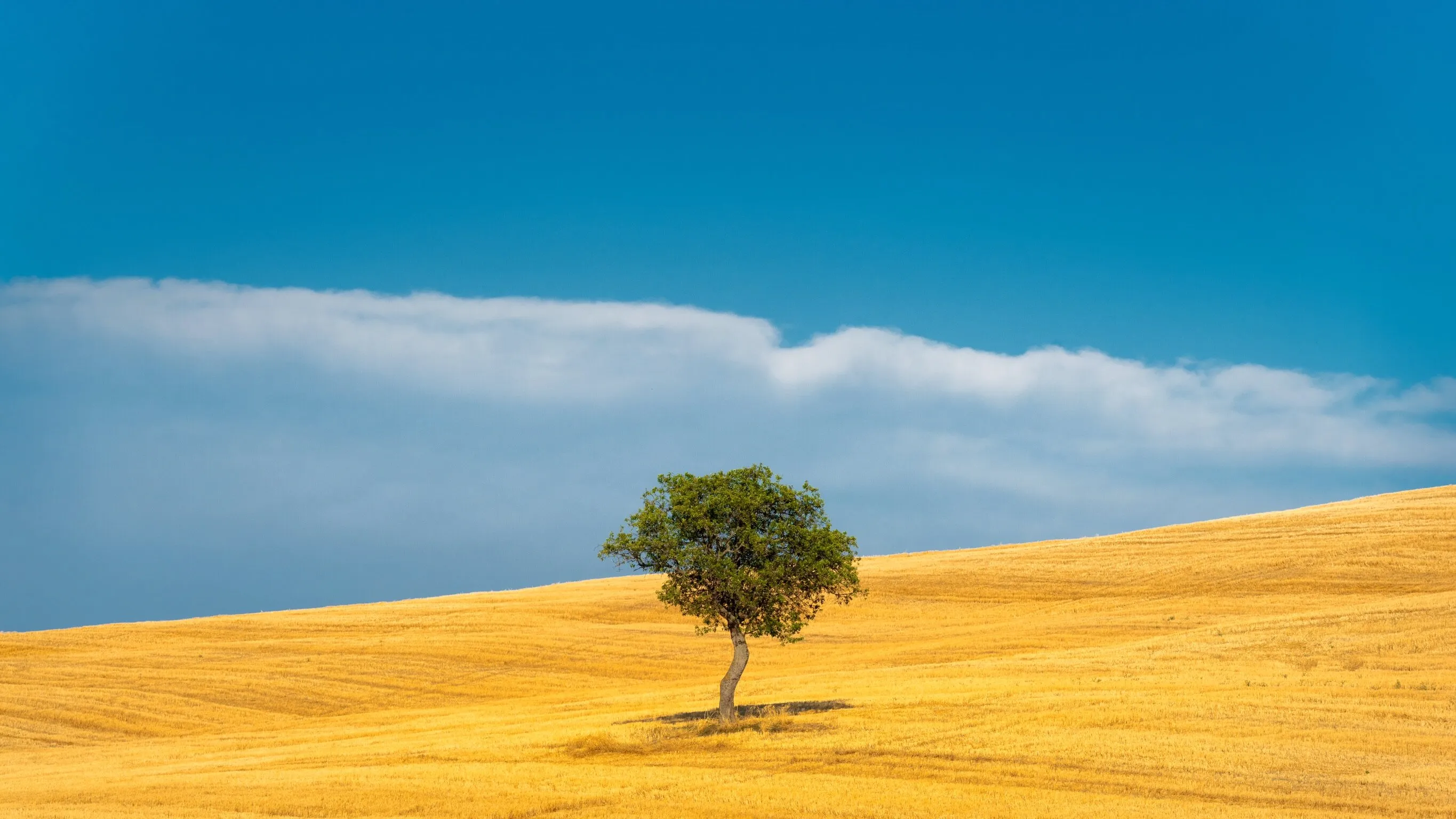 Summer solitude