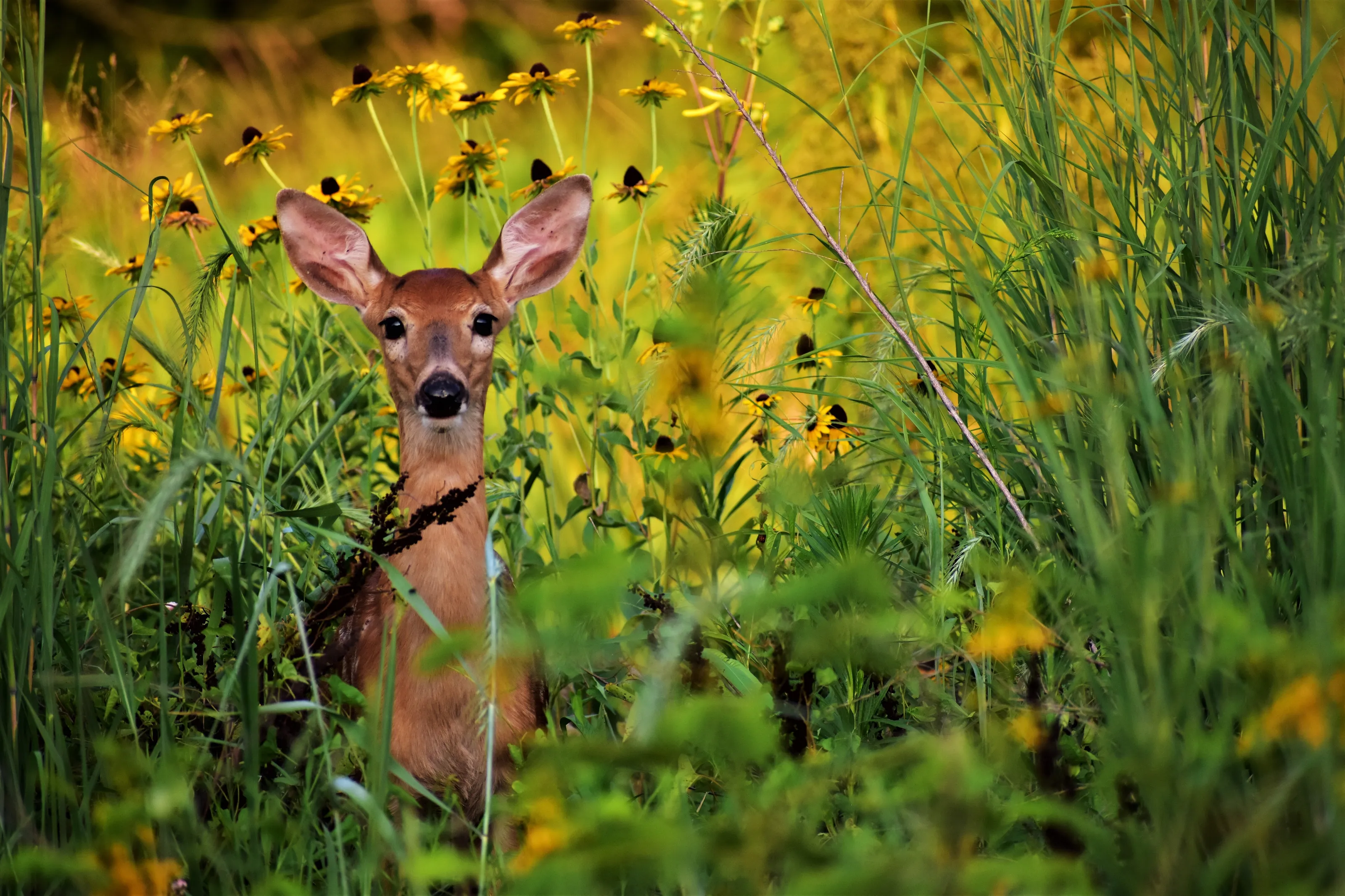 Deer in the Meadow