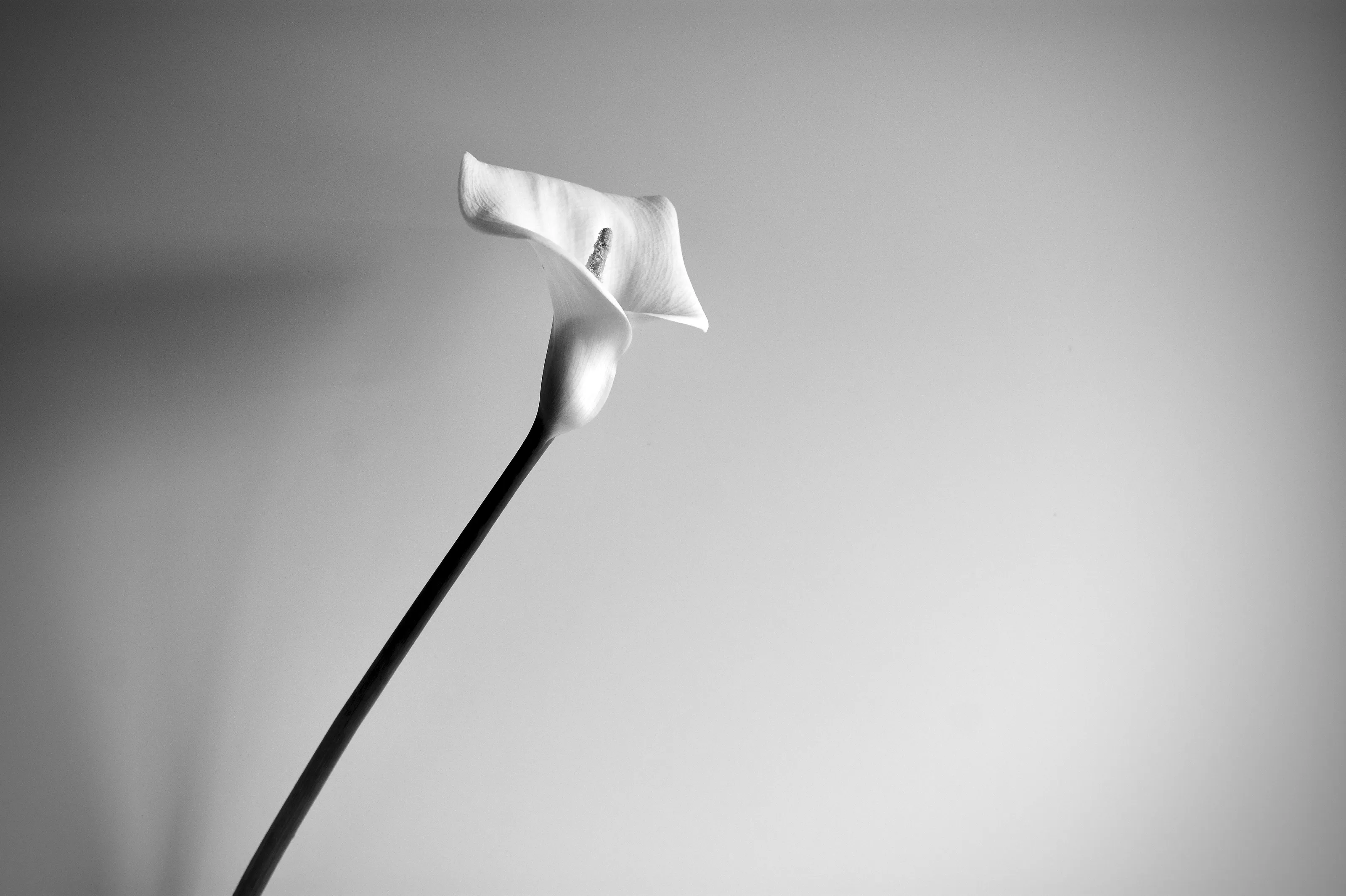 CALLA LILY.