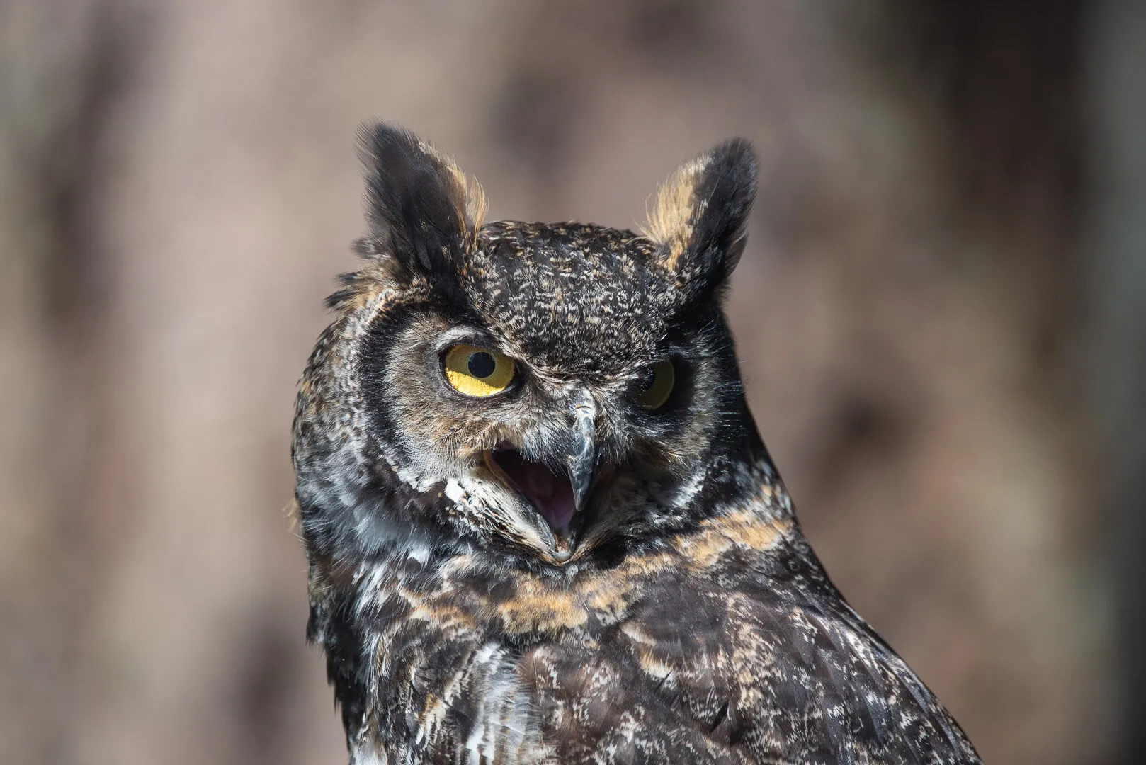 Screech