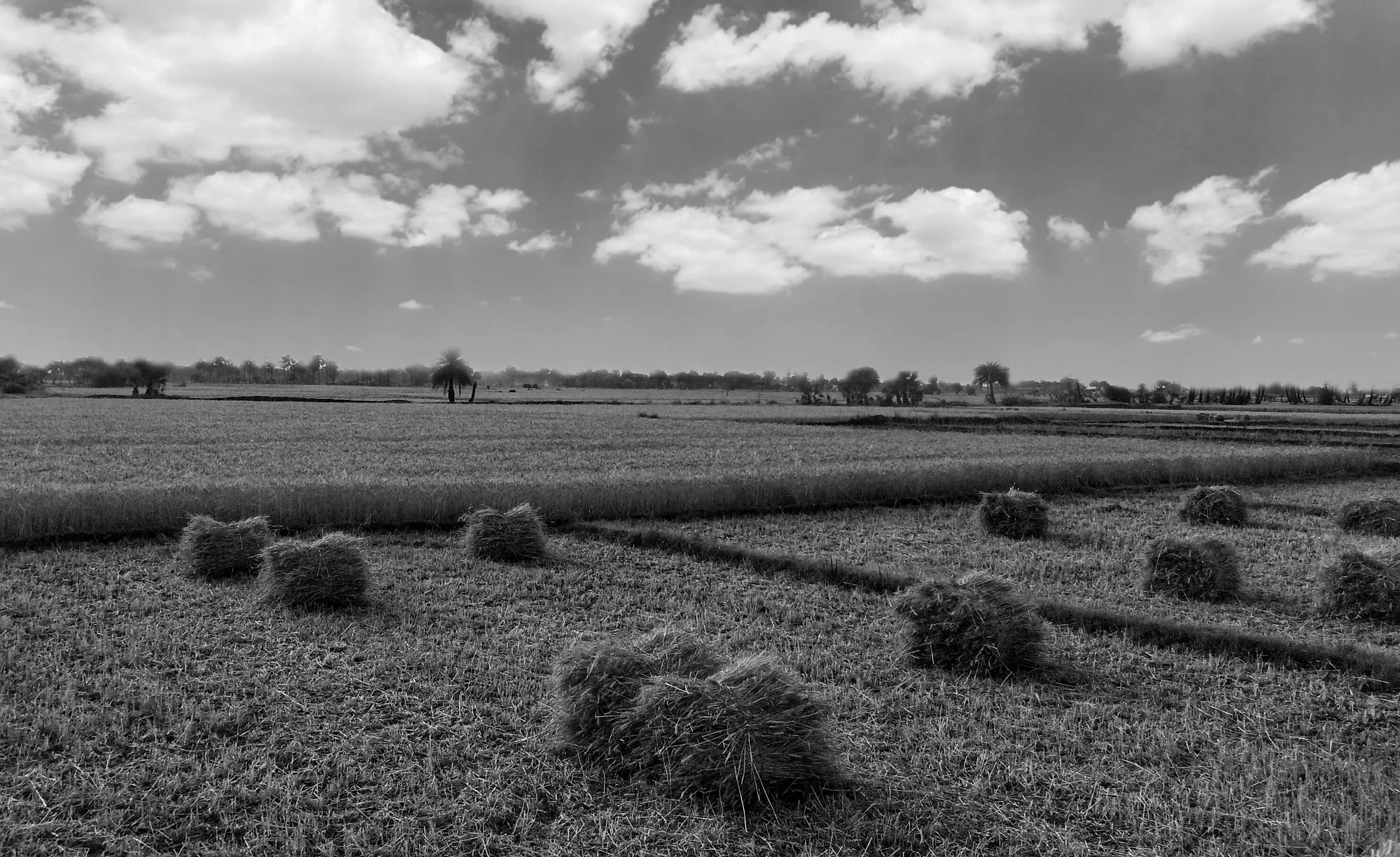 paddy field