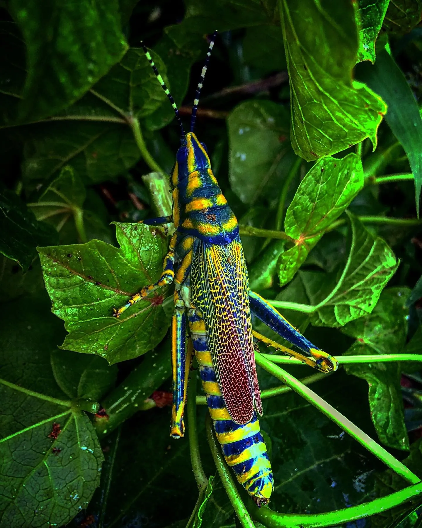 Beauty in the wild