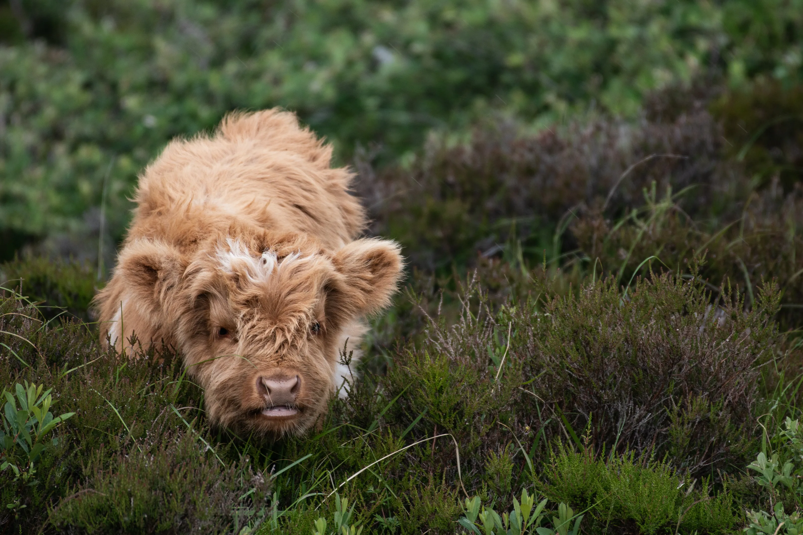 Baby Coo